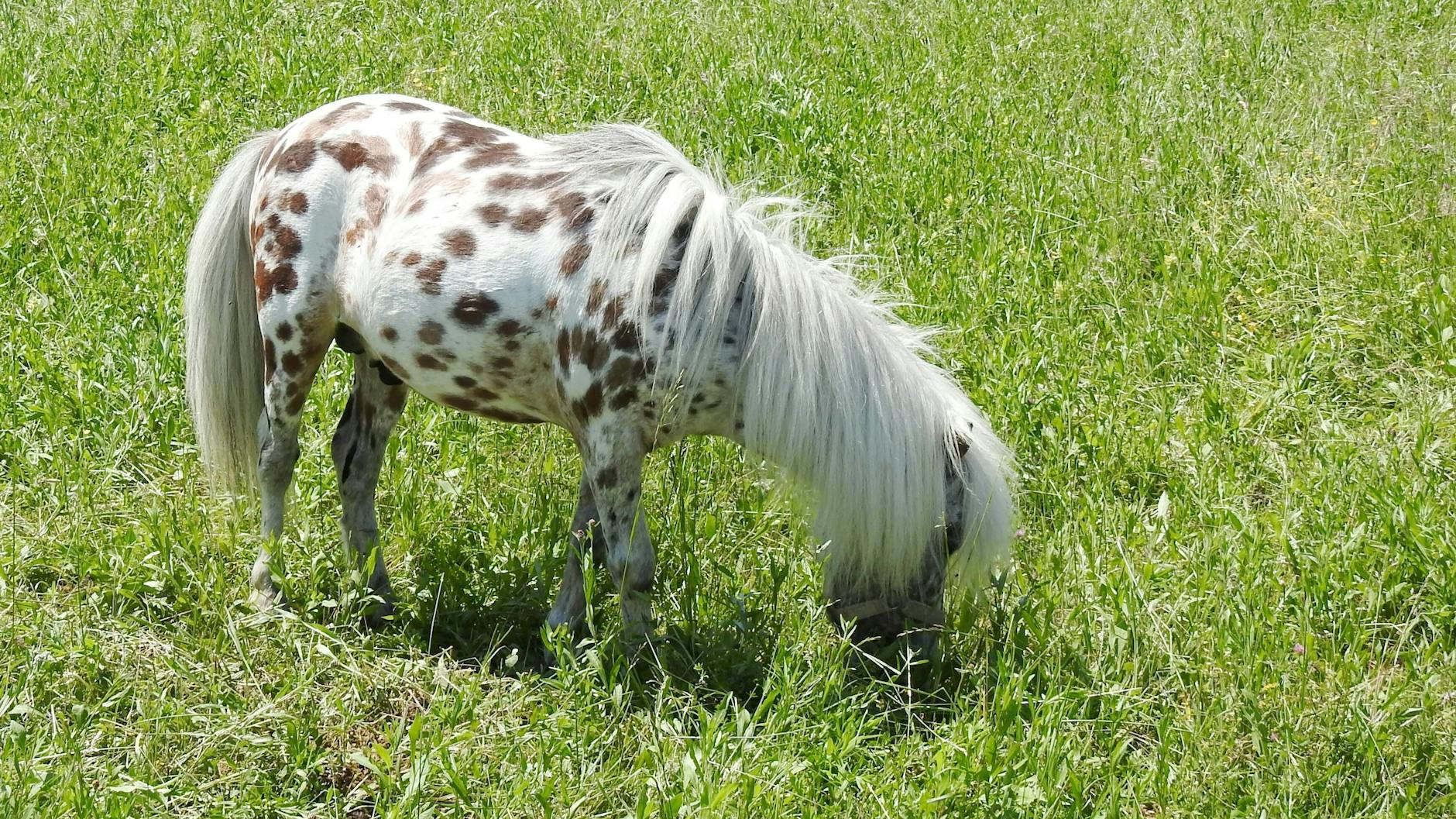 Ein Pony, Länge unbekannt. Hält aber genug Abstand. 