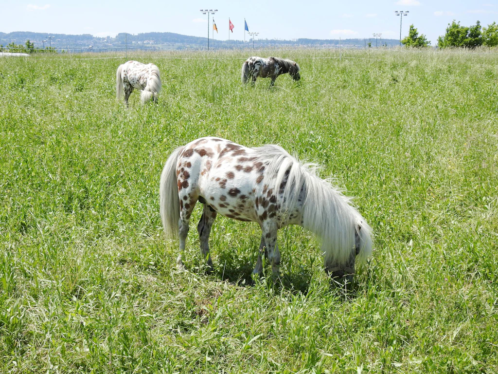 Das Norm-Pony ist 1,50 Meter lang