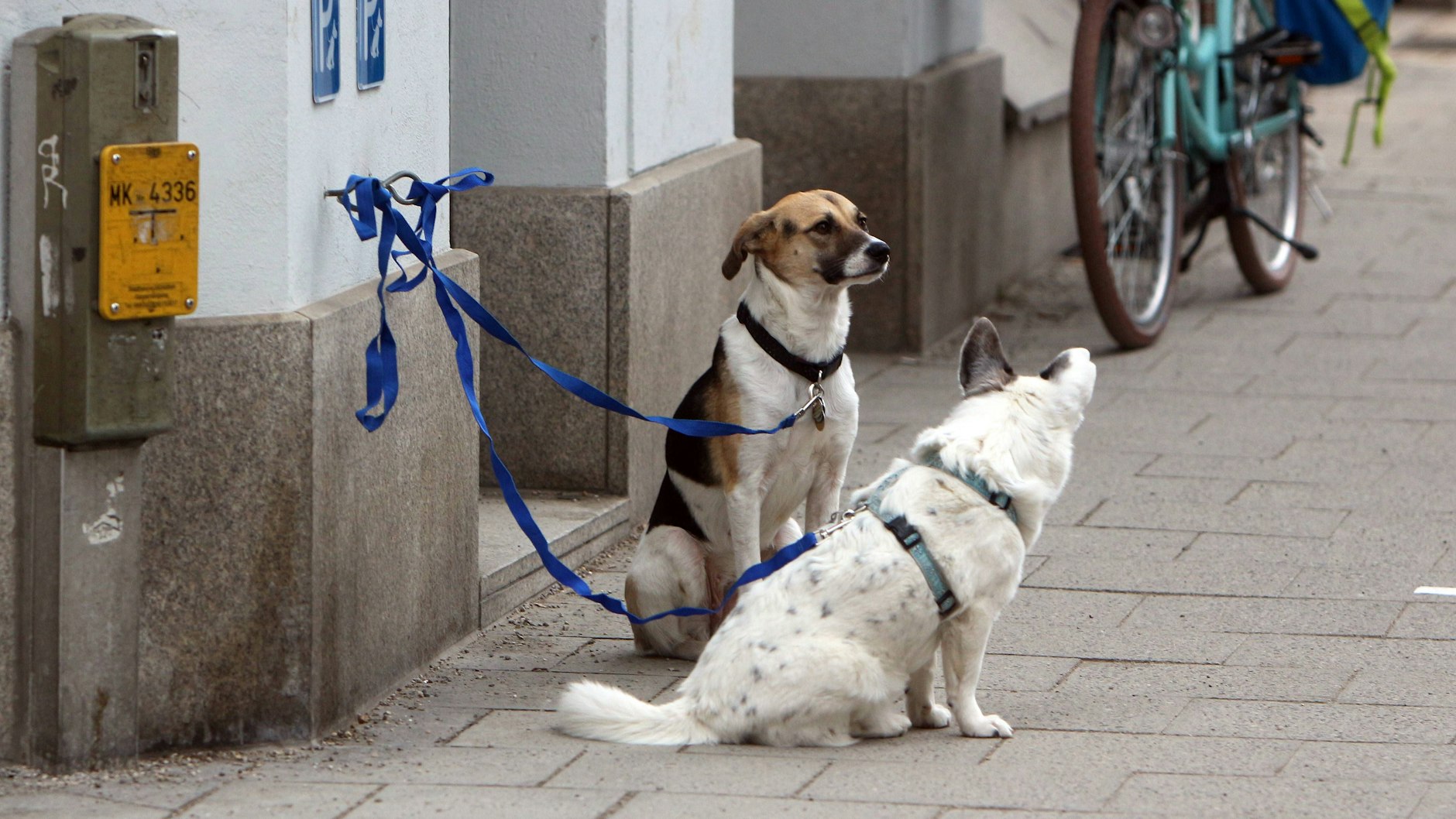 Viele Hundebesitzer leinen ihre Tiere vor dem Supermarkt an - in Berlin sollte man das besser nicht tun.