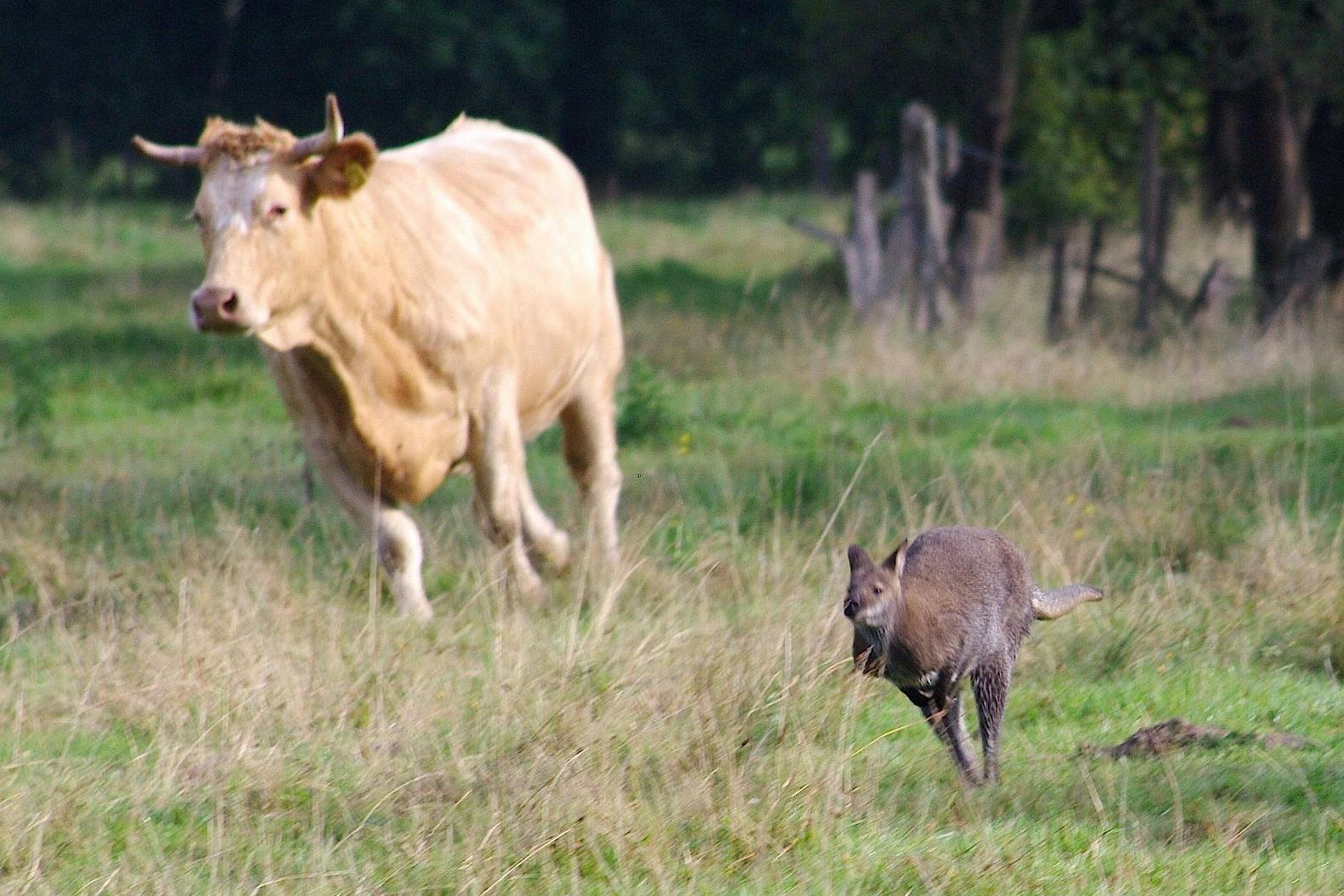 Das entlaufene Känguru springt vor einer Kuh über eine Wiese.