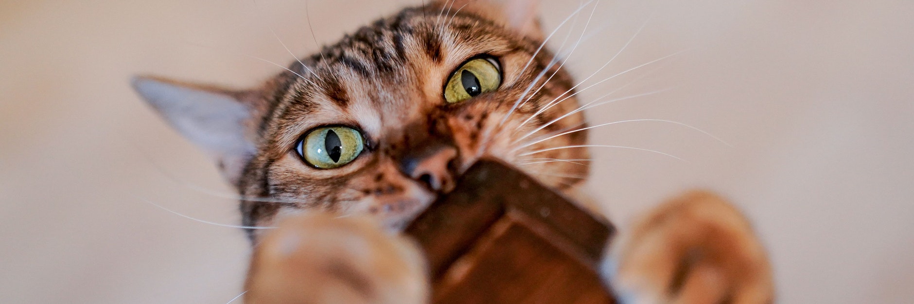 Katzendame Coco bettelt an einem Küchentisch um Futter. Katzen verstehen klare Signale und können Emotionen lesen.