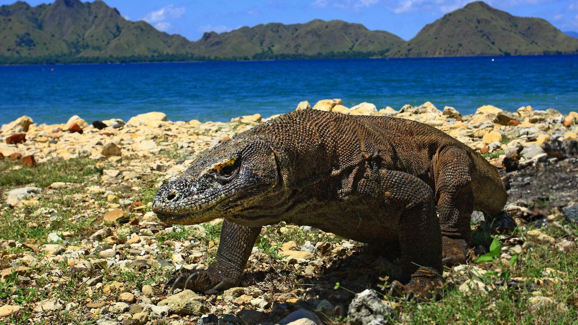 Die größte lebende Echse der Welt, der Komodowaran in Indonesien, ist stärker bedroht als bislang gedacht. Die Weltnaturschutzunion (IUCN) stuft ihn auf ihrer Liste der bedrohten Tier- und Pflanzenarten seit Samstag als „stark gefährdet“ ein.