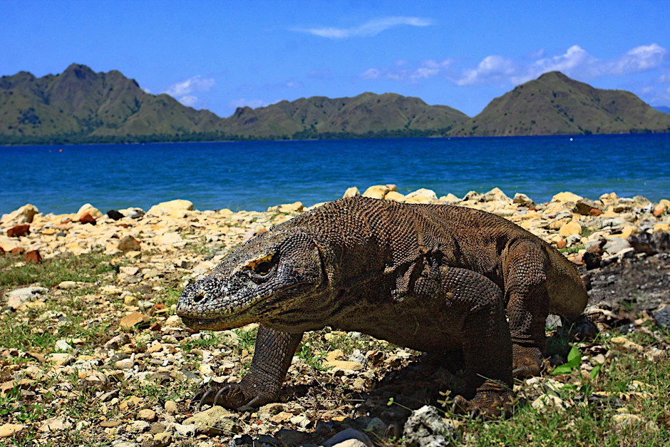 Die größte lebende Echse der Welt, der Komodowaran in Indonesien, ist stärker bedroht als bislang gedacht. Die Weltnaturschutzunion (IUCN) stuft ihn auf ihrer Liste der bedrohten Tier- und Pflanzenarten seit Samstag als „stark gefährdet“ ein.