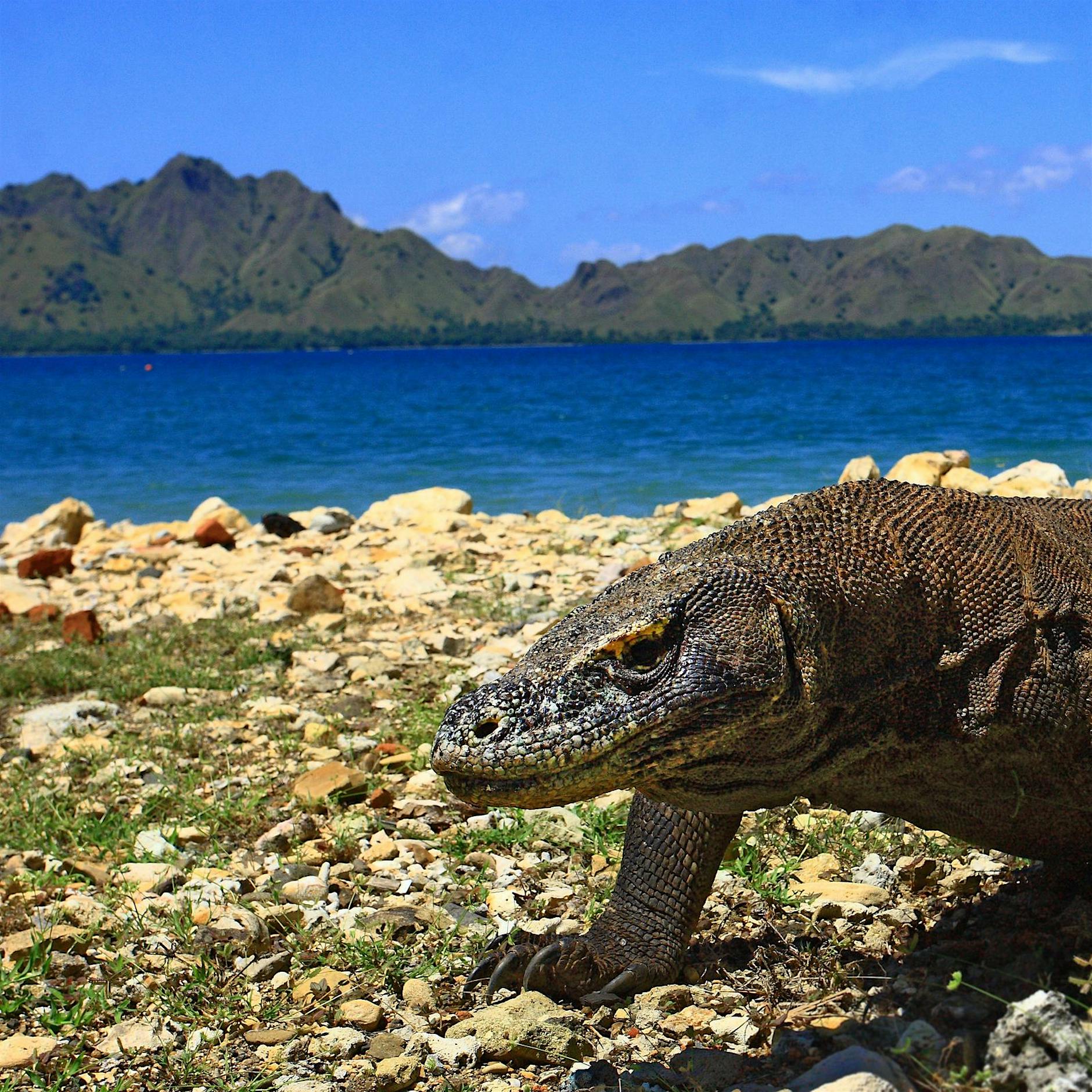 Rote Liste bedrohter Arten wird länger – diese Tiere kommen dazu
