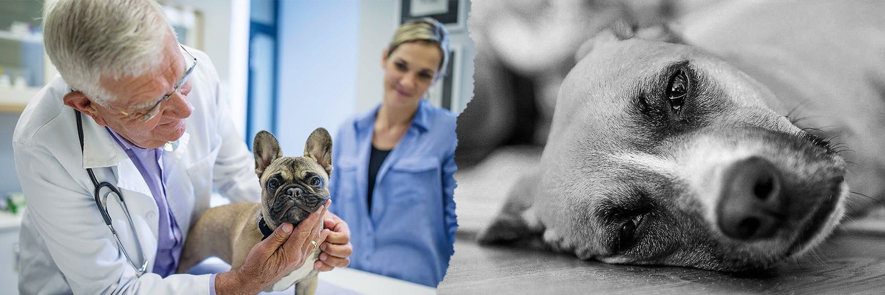 Tierärzte fürchten, dass sie viele Tiere bald nicht mehr ausreichend behandeln können.