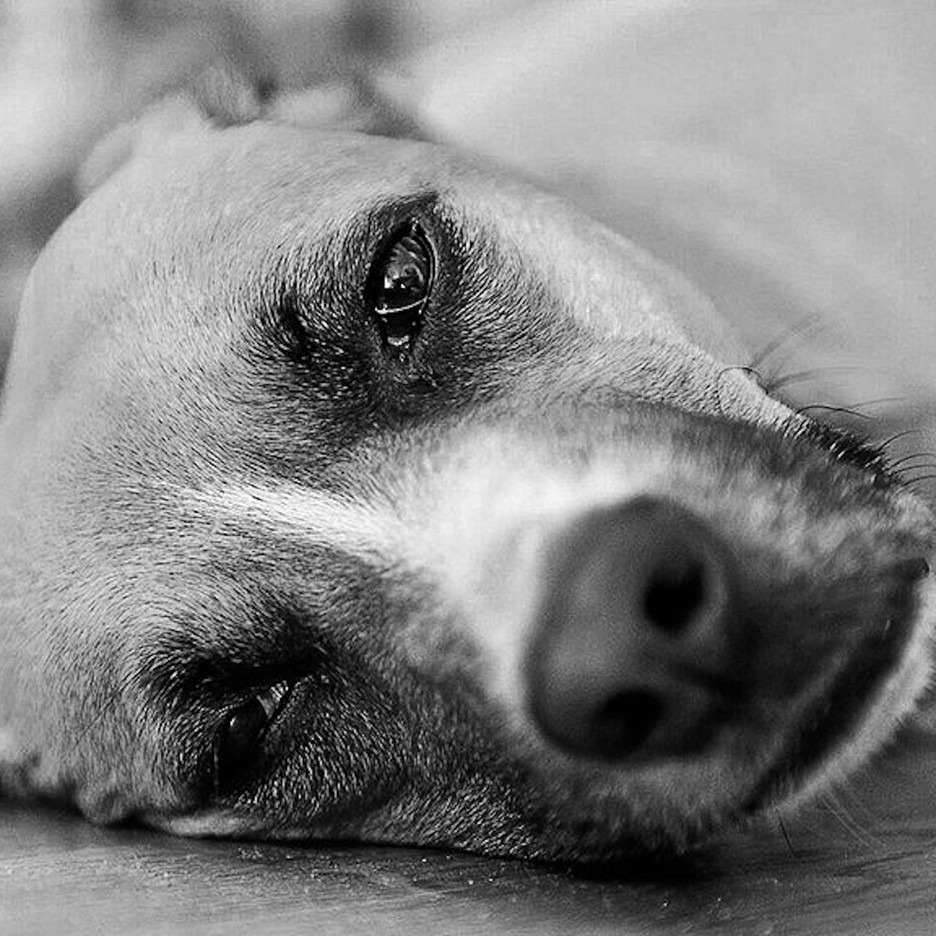 Todesurteil für unsere Haustiere? Zoff um Antibiotika: Tierärzte protestieren gegen geplante EU-Verordnung