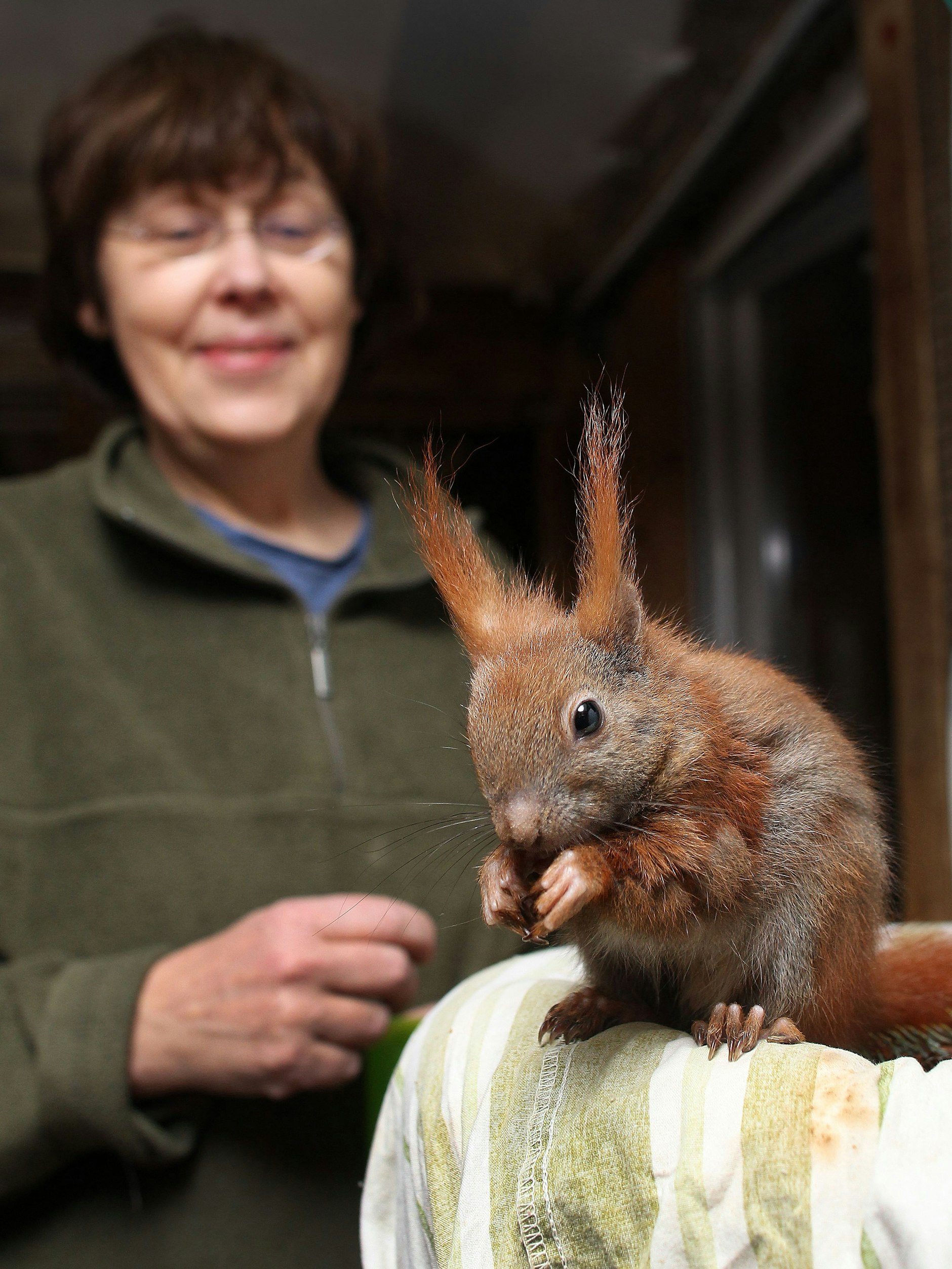 Tanya Lenn kümmert sich in Teltow um Eichhörnchen in Not.