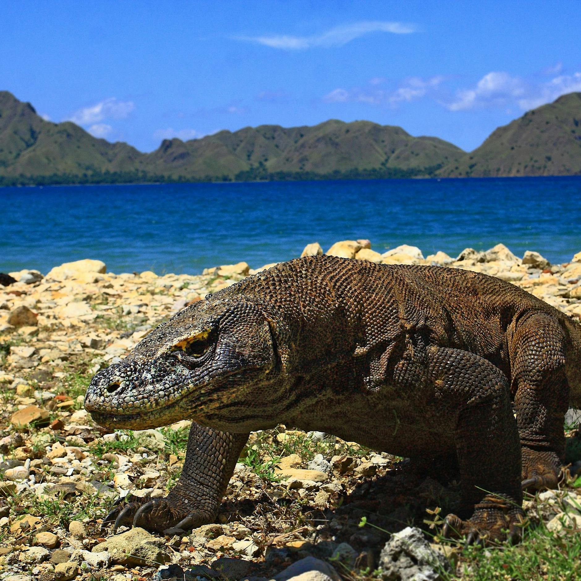 38.500 Arten in Gefahr! Die Rote Liste der bedrohten Tiere ist so lang wie nie