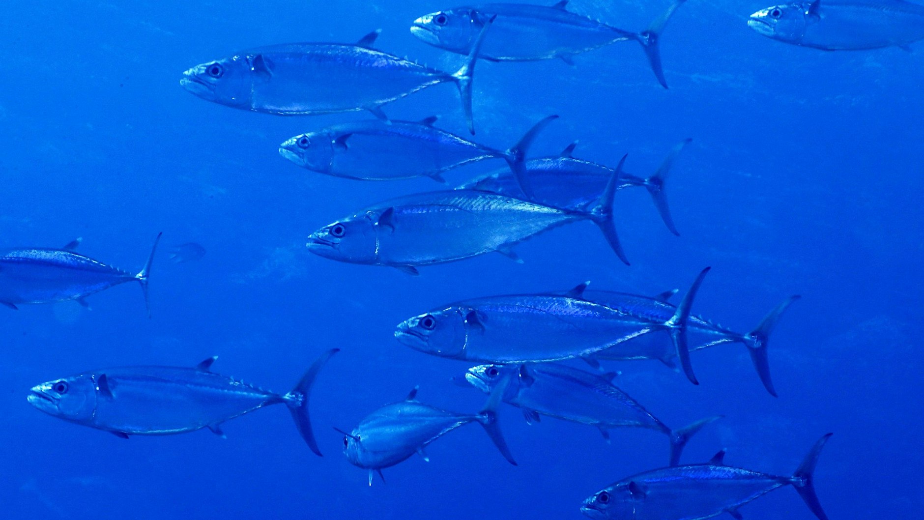 Gute Nachricht: Manche Thunfisch-Bestände haben sich erholt.