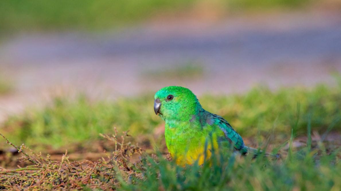 Der Schnabel des Singsittichs, eine Papageienart, hat sich über viele Jahrzehnte hinweg verändert.