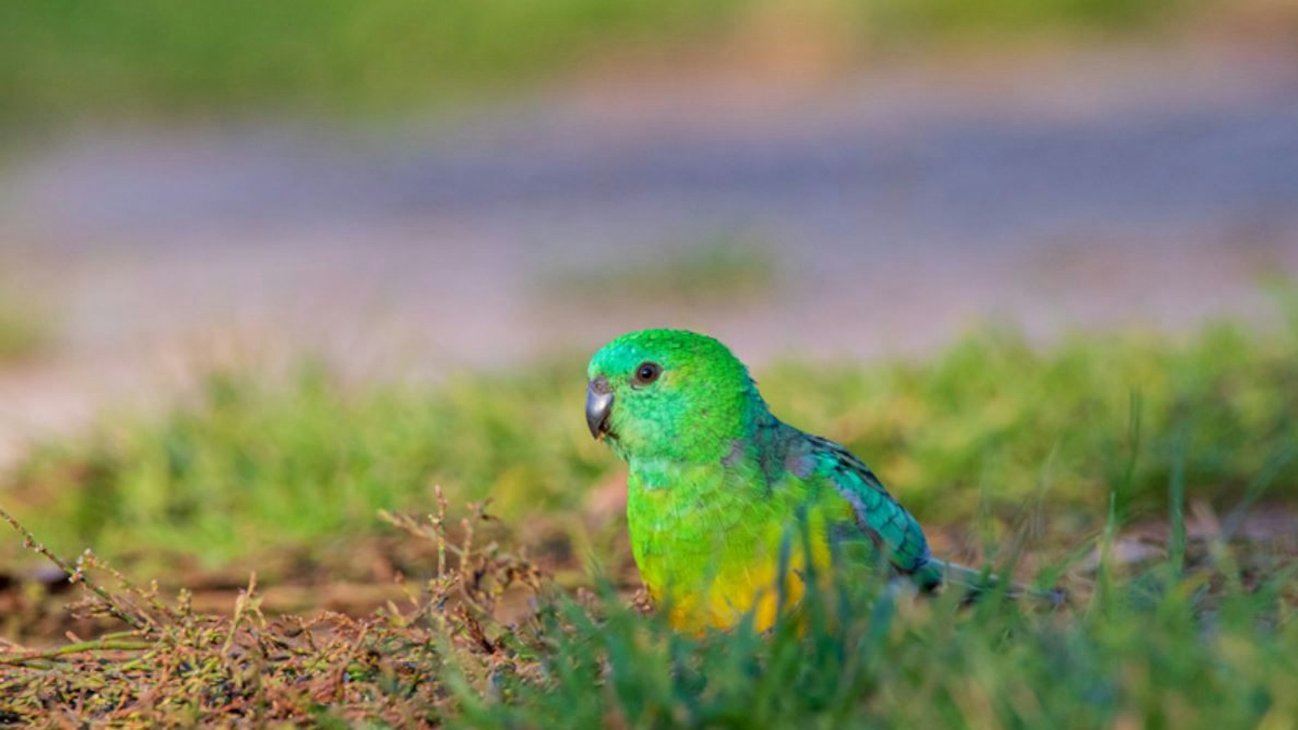 Der Schnabel des Singsittichs, eine Papageienart, hat sich über viele Jahrzehnte hinweg verändert.