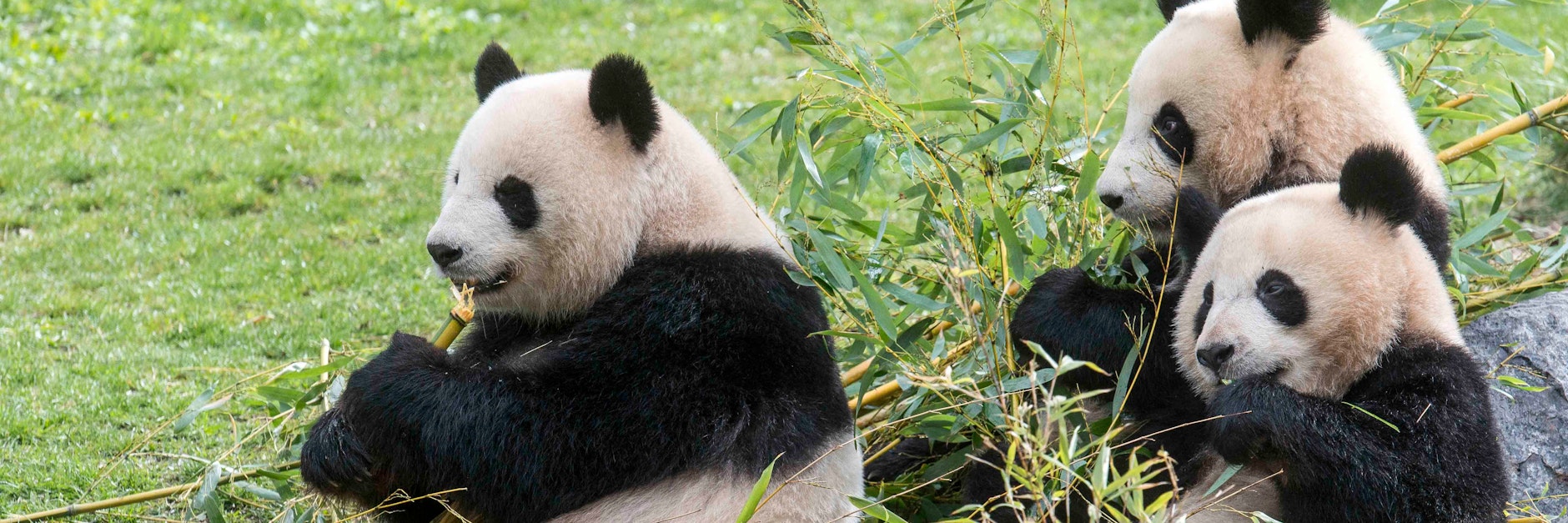 Panda-Mama Meng Meng und ihre Zwillinge Pit und Paule: Auch die Stars des Berliner Zoos schafften es nicht, dass in der Pandemie mehr Besucher kamen.&nbsp;