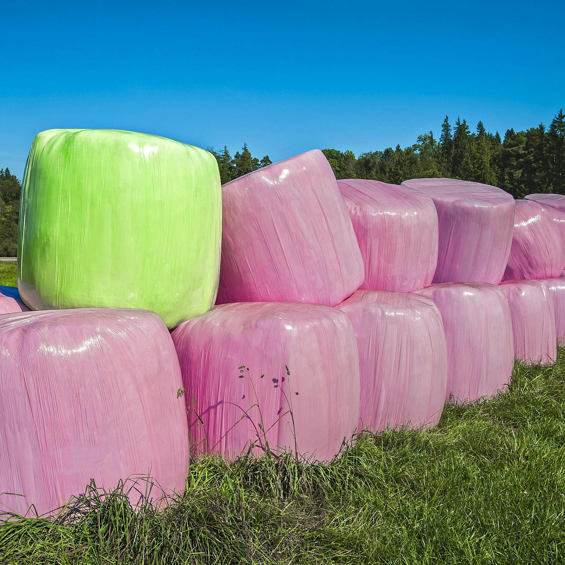 DARUM stellen Landwirte rosa Heuballen auf die Felder