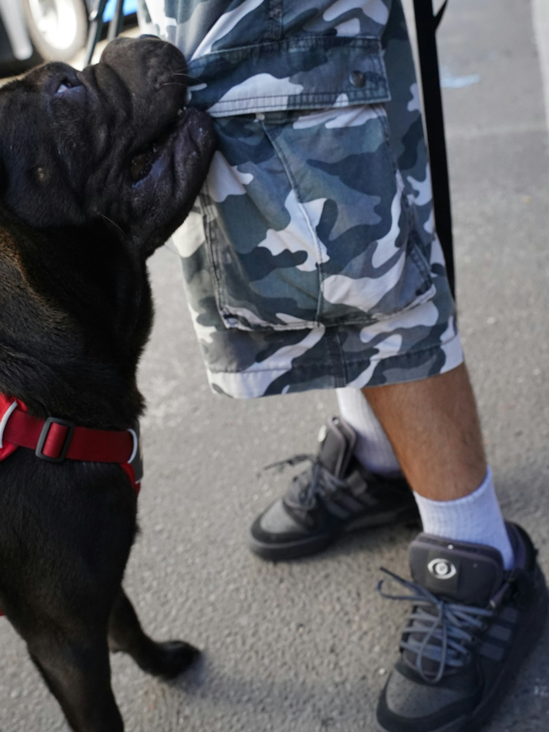 Shar-Pei-Rüde Ragna will spielen. Von Fotos hat er nichts.