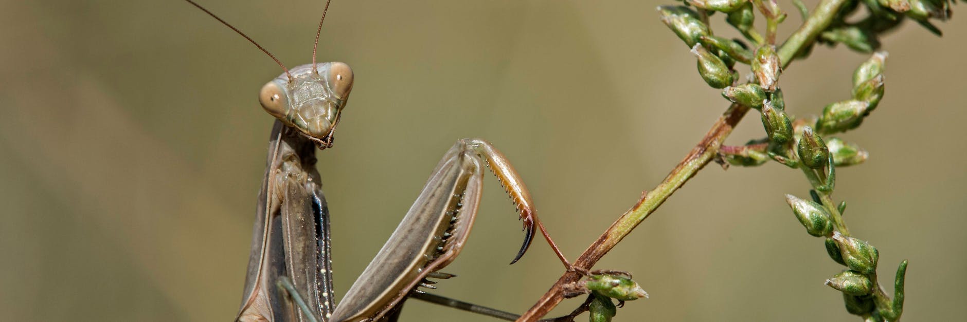 Europäische Gottesanbeterin. Ursprünglich ist das Insekt n Afrika beheimatet. Immer öfter taucht es aber auch in unserer Region auf. 