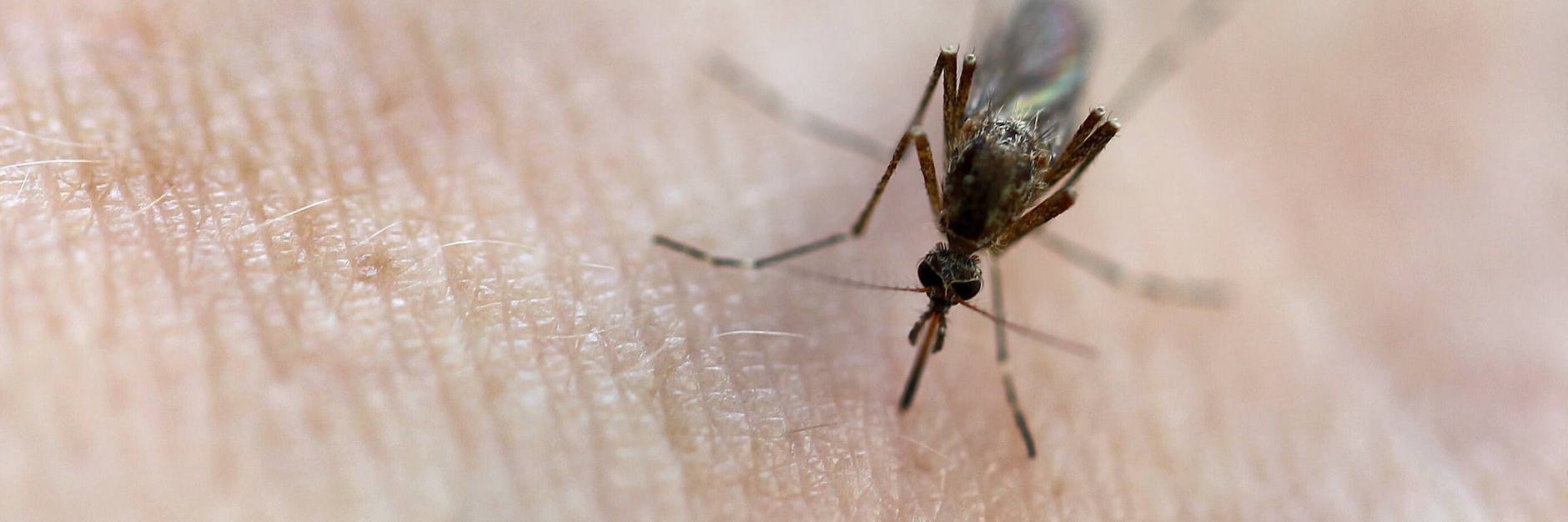 Mückenstiche sind nicht immer harmlos. Mücken können tückische Krankheiten übertragen. 