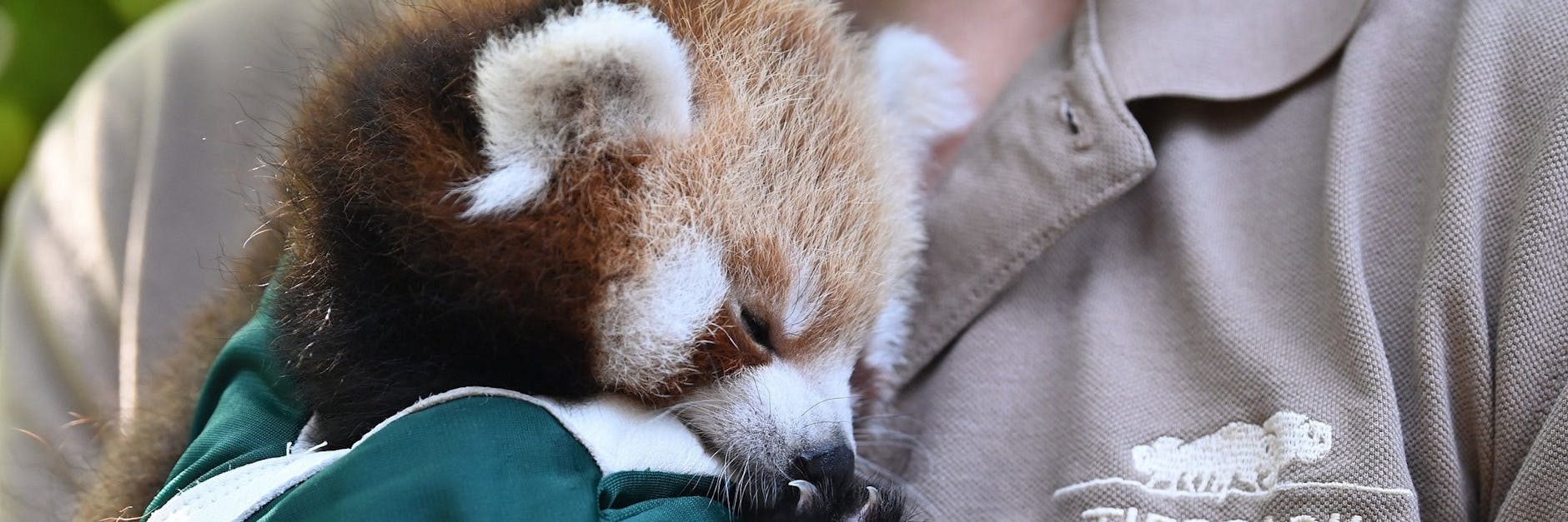 Rot-weiß und echt „eisern“: Da ist der kleine Rote-Panda, der im Tierpark zur Welt kam und nun das neue Patenkind vom 1. FC Union ist.