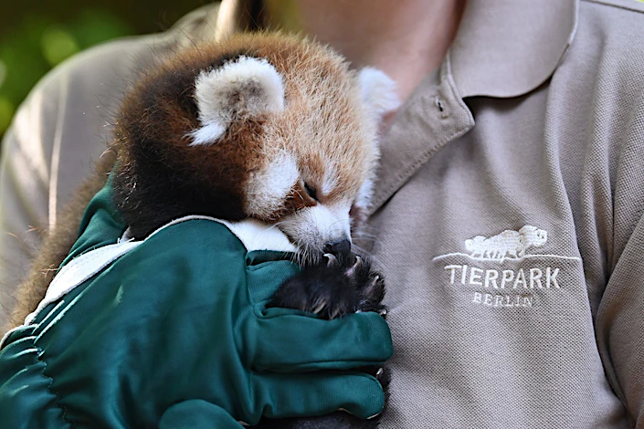 mit-video-der-s-e-rote-panda-aus-dem-tierpark-der-1-fc-union-hat
