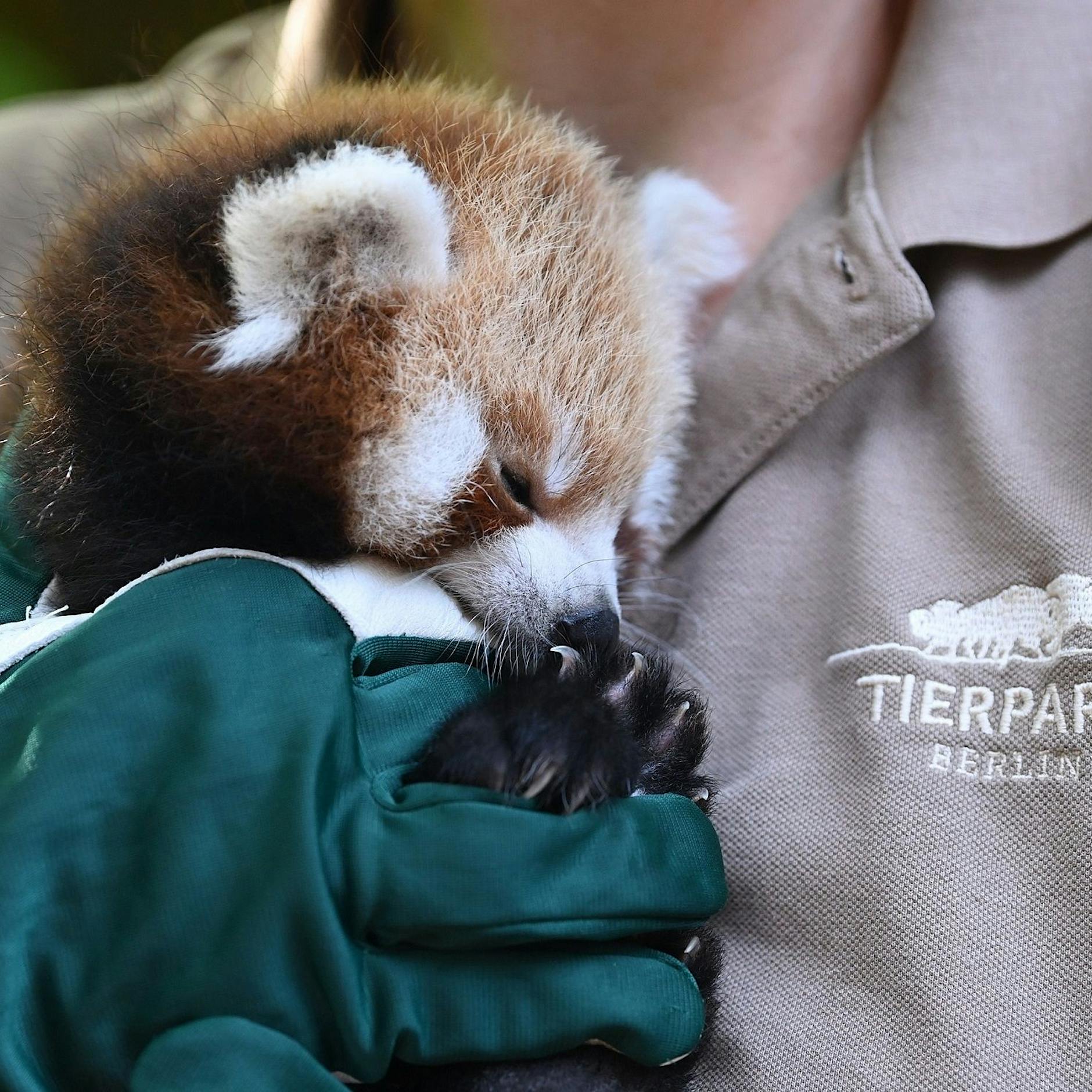 Mit Video! Der süße Rote Panda aus dem Tierpark: Der 1. FC Union hat wieder ein tierisches Patenkind!