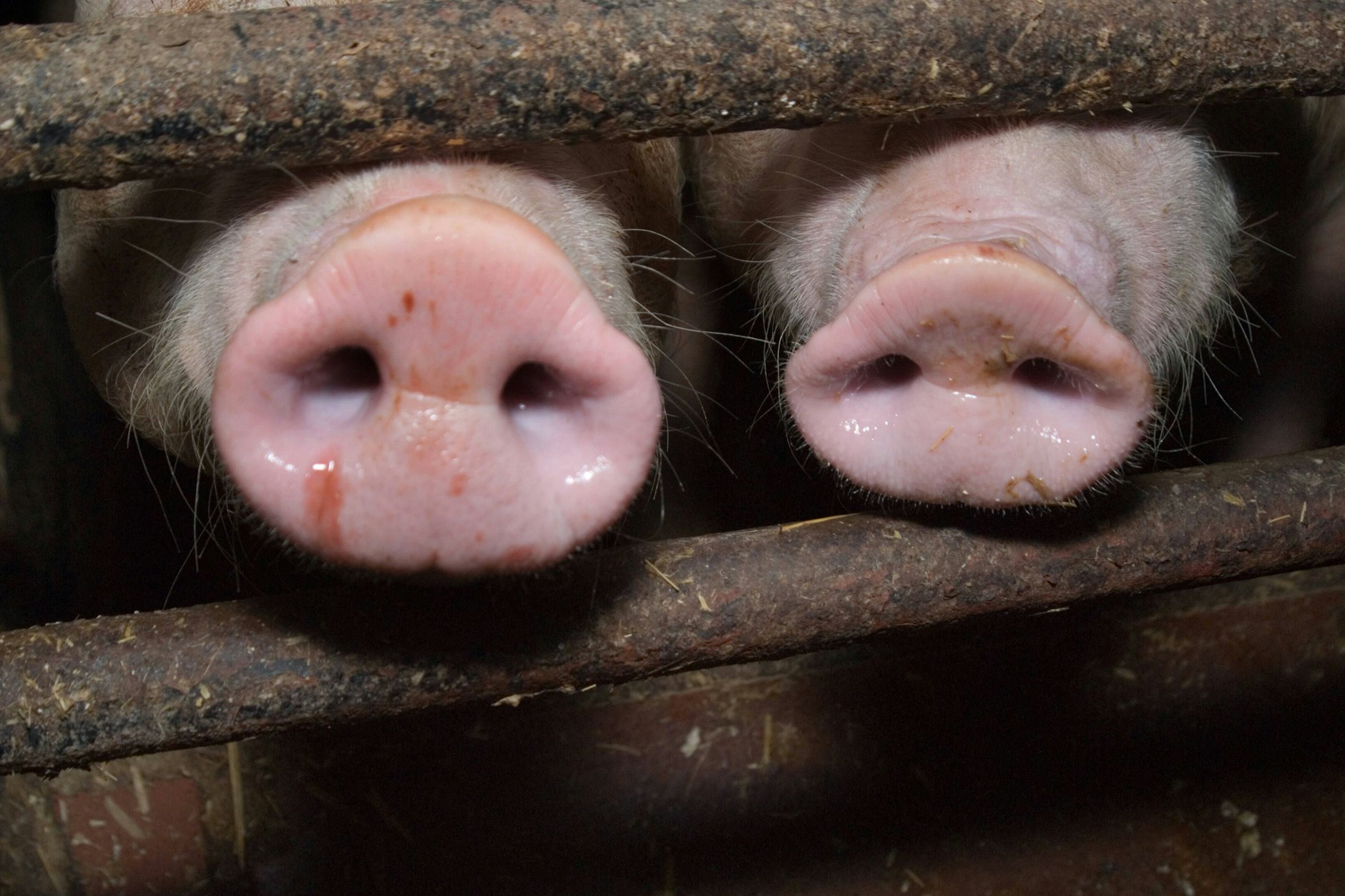 If other people aren't doing their bit to keep corona at bay, maybe it's time to show some snout.