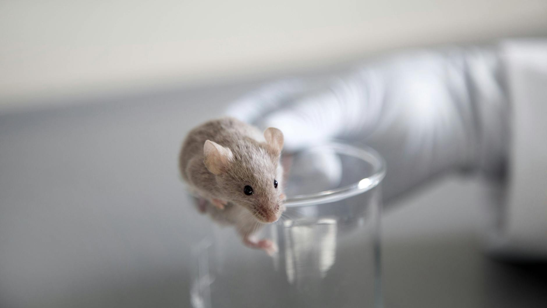 Der mRNA-Wirkstoff wurde direkt in die Tumore der Mäuse injiziert – mit Erfolg (Symbolbild).