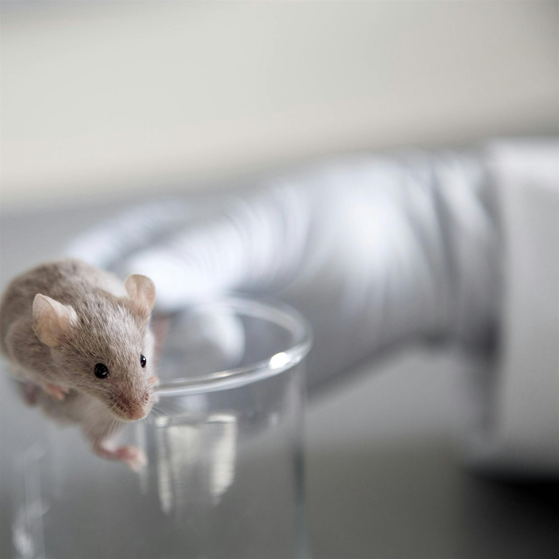 mRNA-Therapie wirkt bei Mäusen gegen Krebs – Studie am Menschen geplant