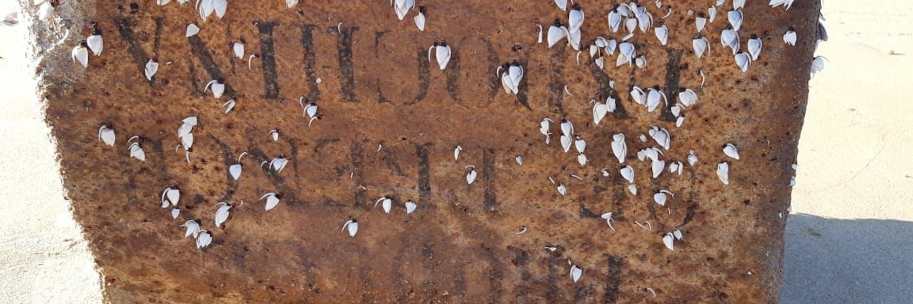 Auf diesem von der brasilianischen Universität in Ceara zur Verfügung gestellten Bild ist an einem Strandgut eine Inschrift zu lesen.