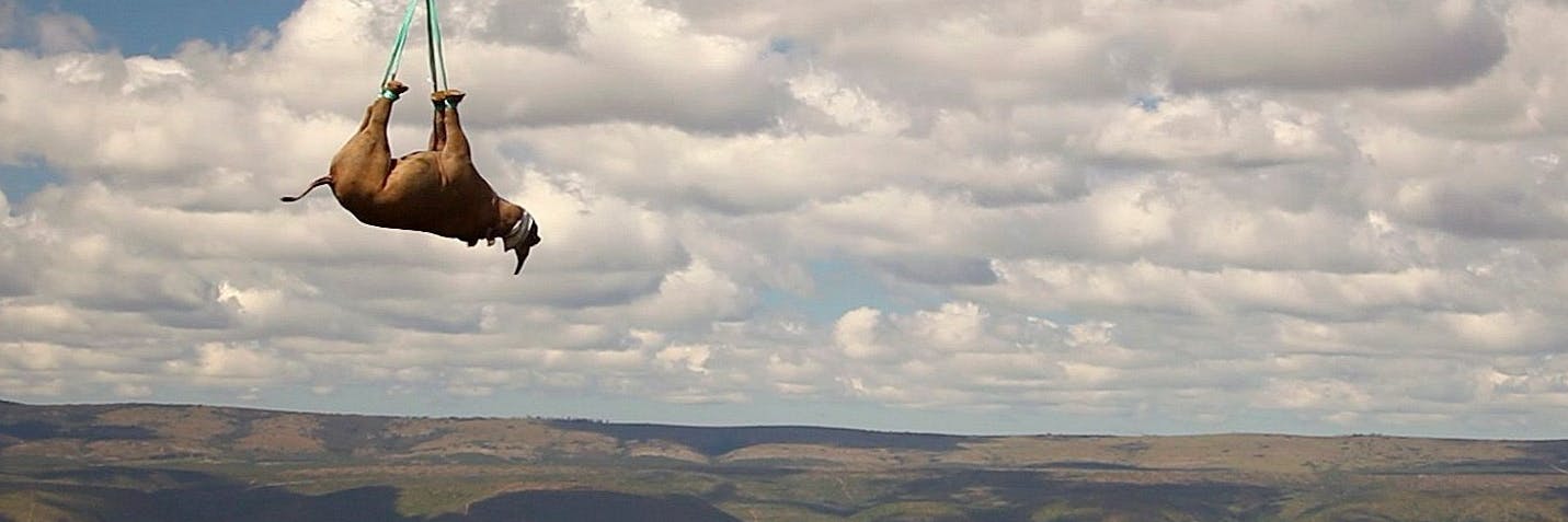 Kein Witz: Forscher untersuchten, ob es sicherer ist, Nashörner in der Luft falsch herum zu transportieren.
