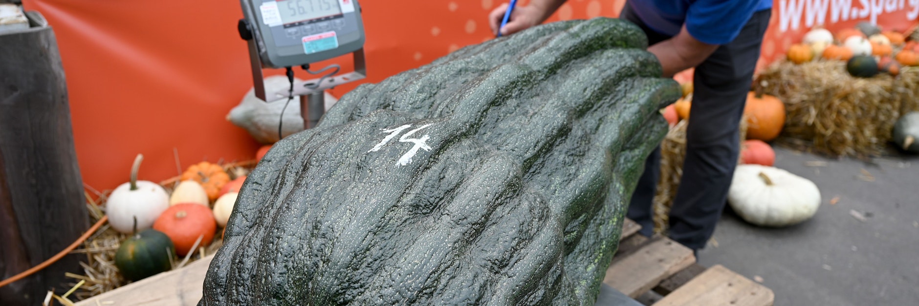Brandenburg, Klaistow: 56 Kilo bringt diese Zucchini auf die Waage.