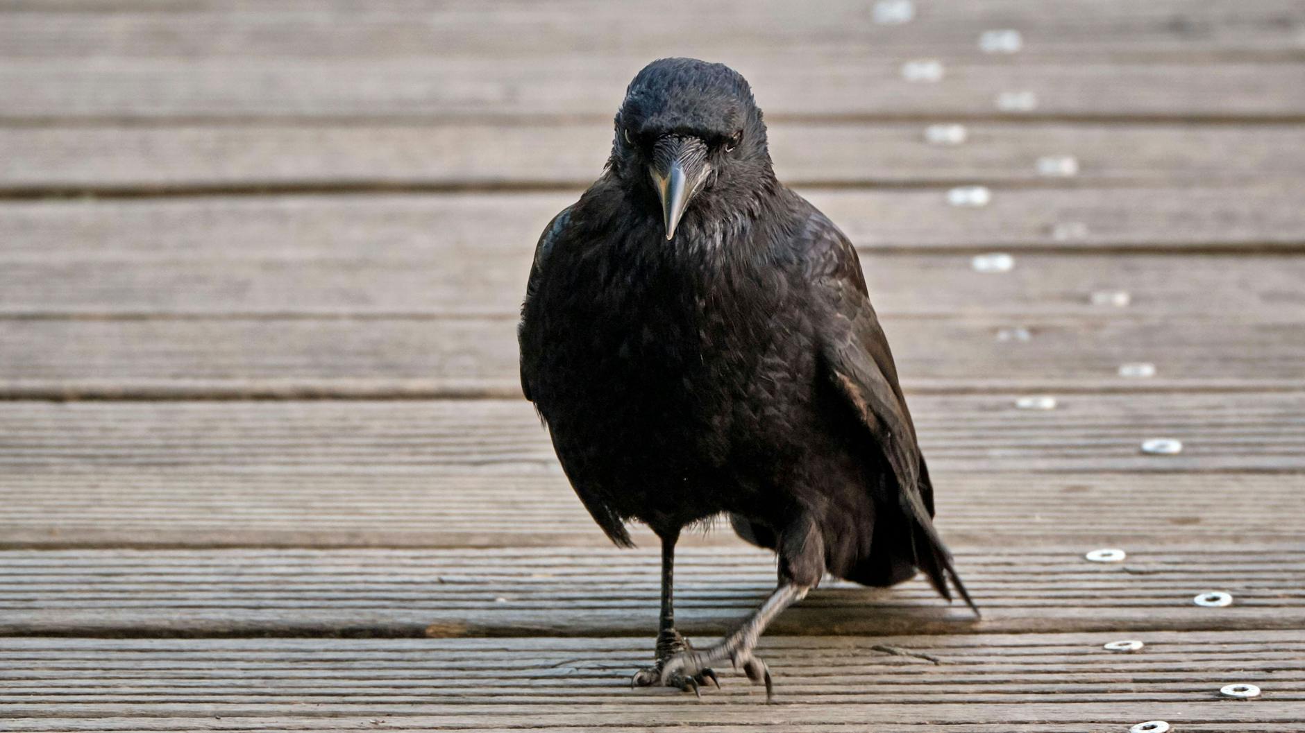 Eine Aaskrähe