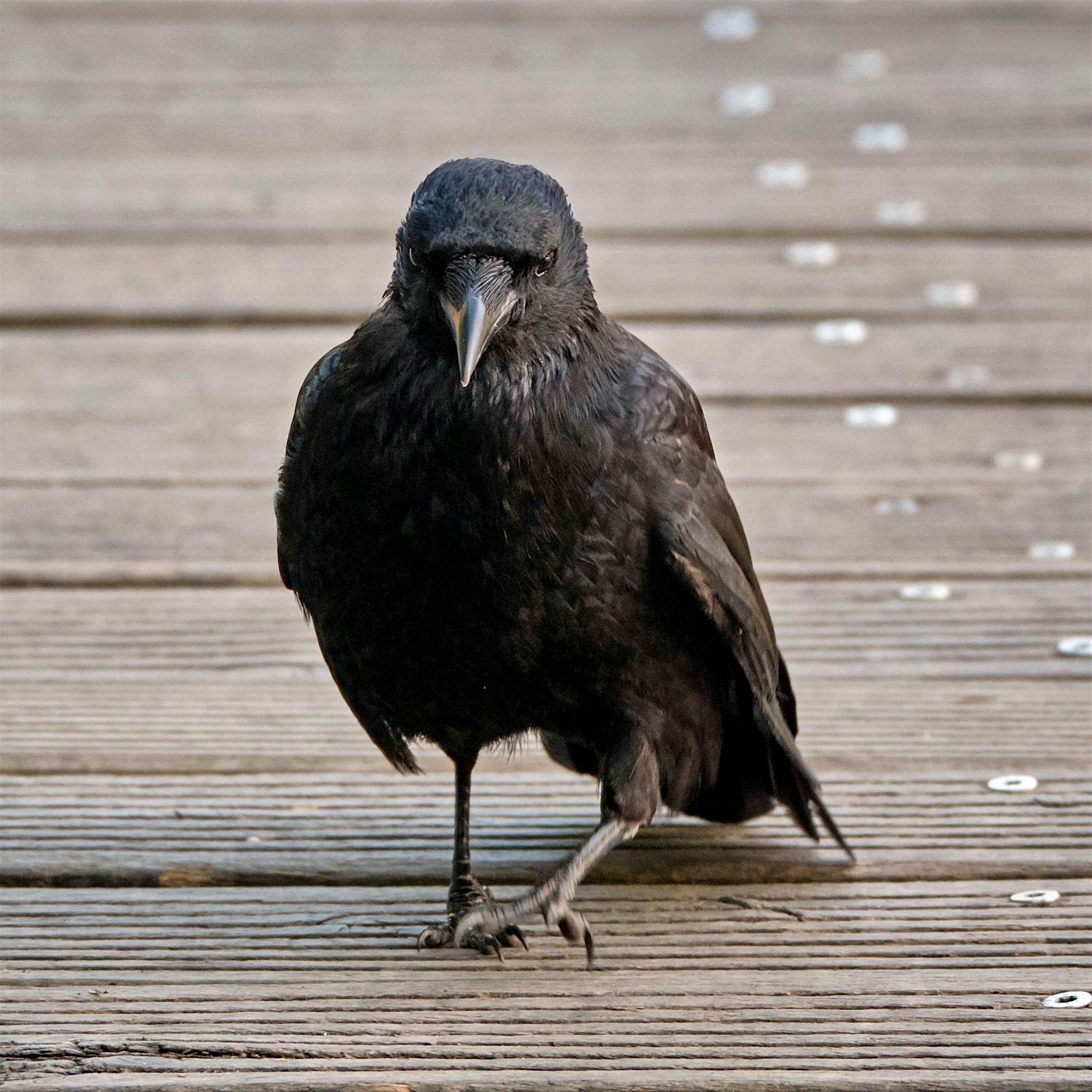 Die letzte Grenze zwischen Mensch und Tier? Die Null ist es nicht.