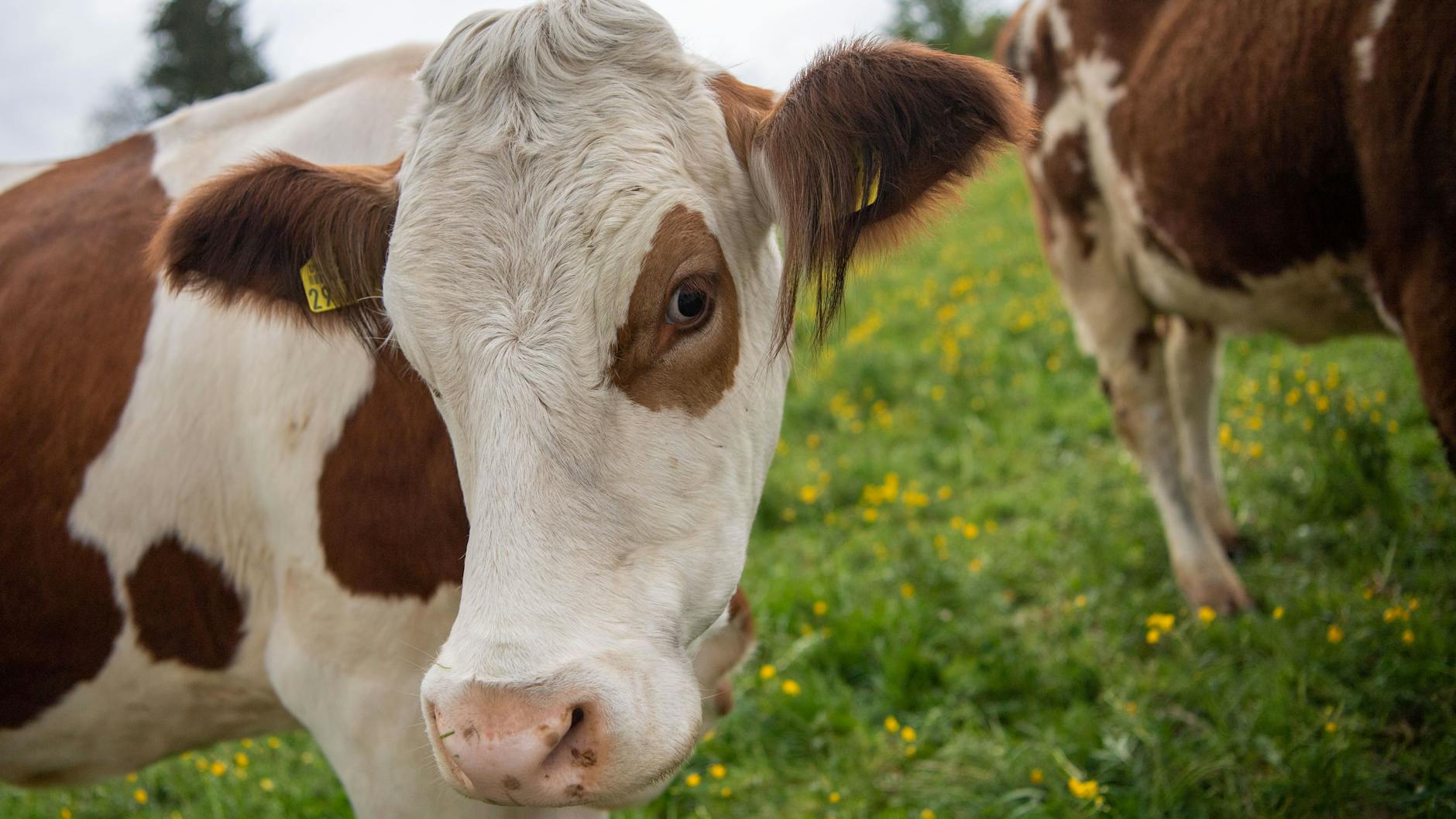 Urinausscheidungen von Kühen sind in zweierlei Hinsicht problematisch: Sie setzen das Treibhausgas Distickstoffmonoxid und sie enthalten große Mengen Nitrat, das sich im Boden und in Gewässern ablagert. (Symbolbild)