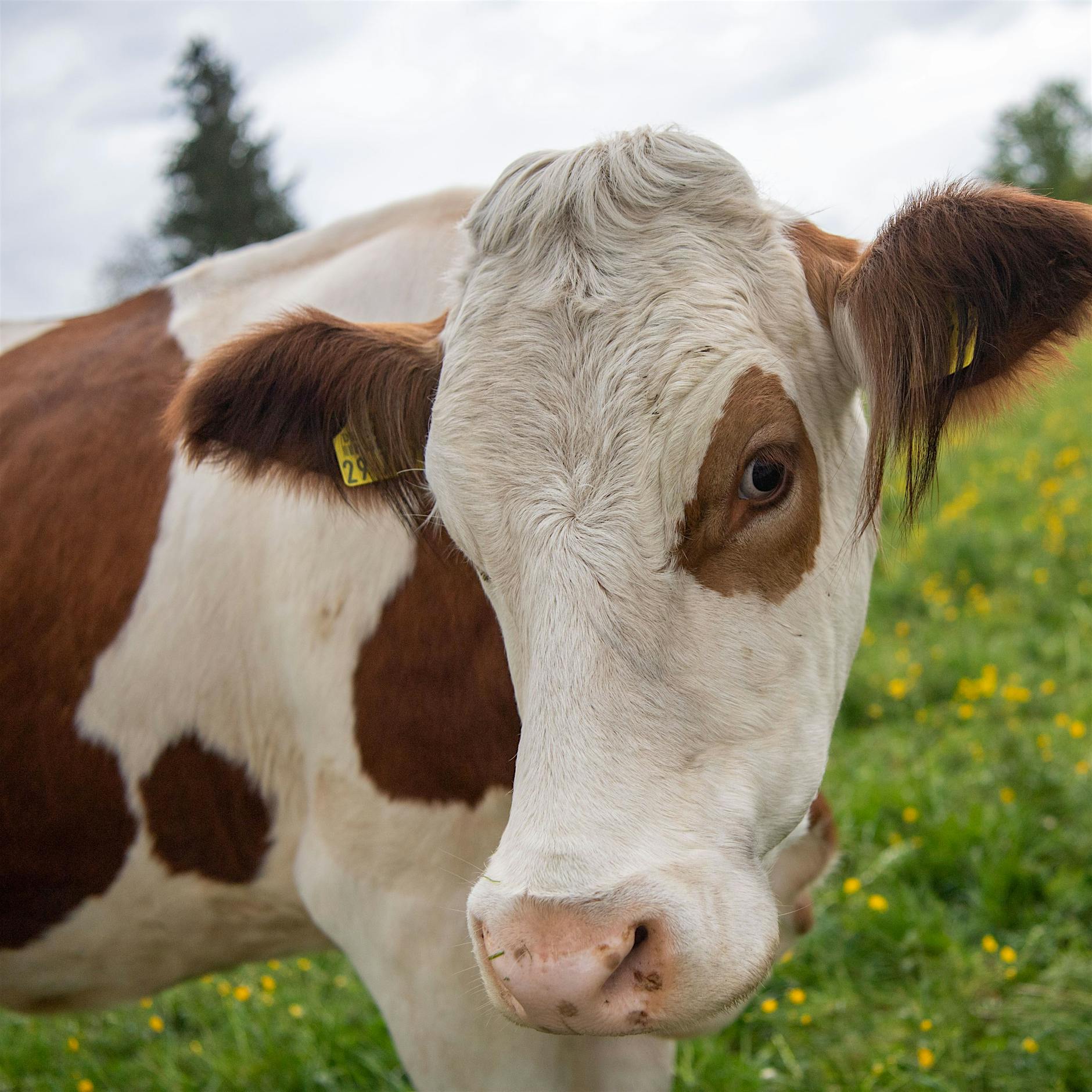 Forscher trainieren Toilettengang von Kühen für den Klimaschutz