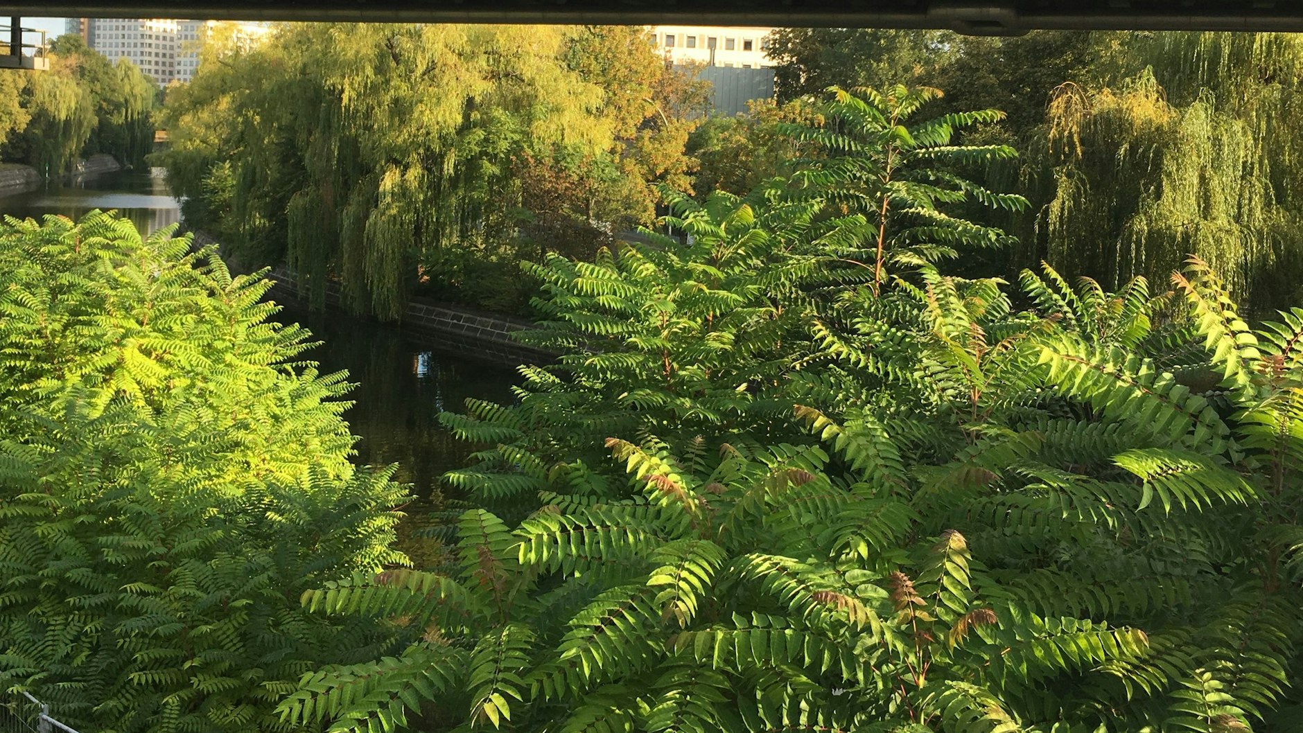 Lange Blätter an langen Wedeln - da ist er, der Götterbaum.