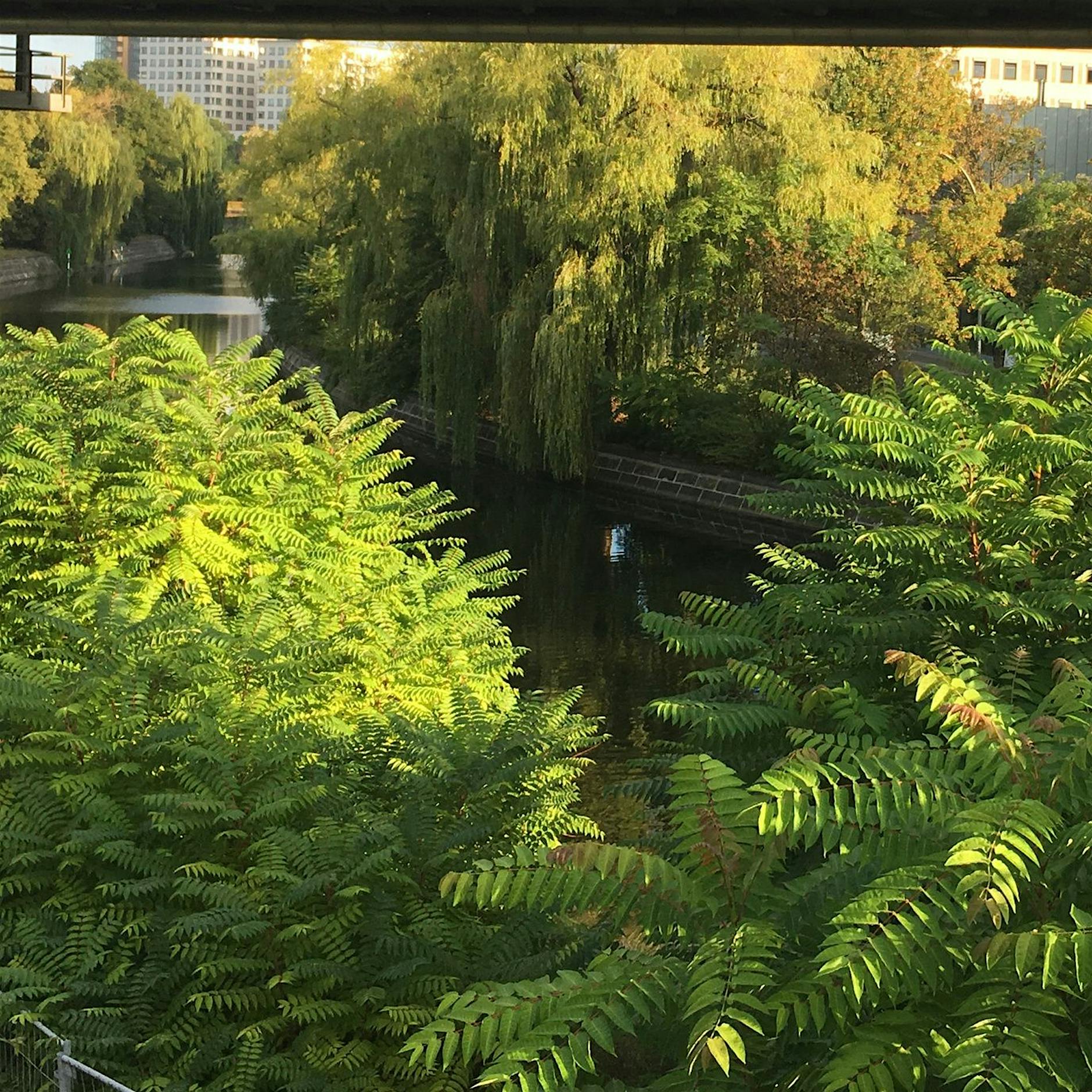 Die Jagd auf den Götterbaum