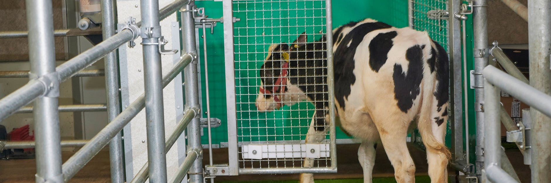In Dummerstorf in Mecklenburg-Vorpommern lernen die Kälber auf Toilette zu gehen.
