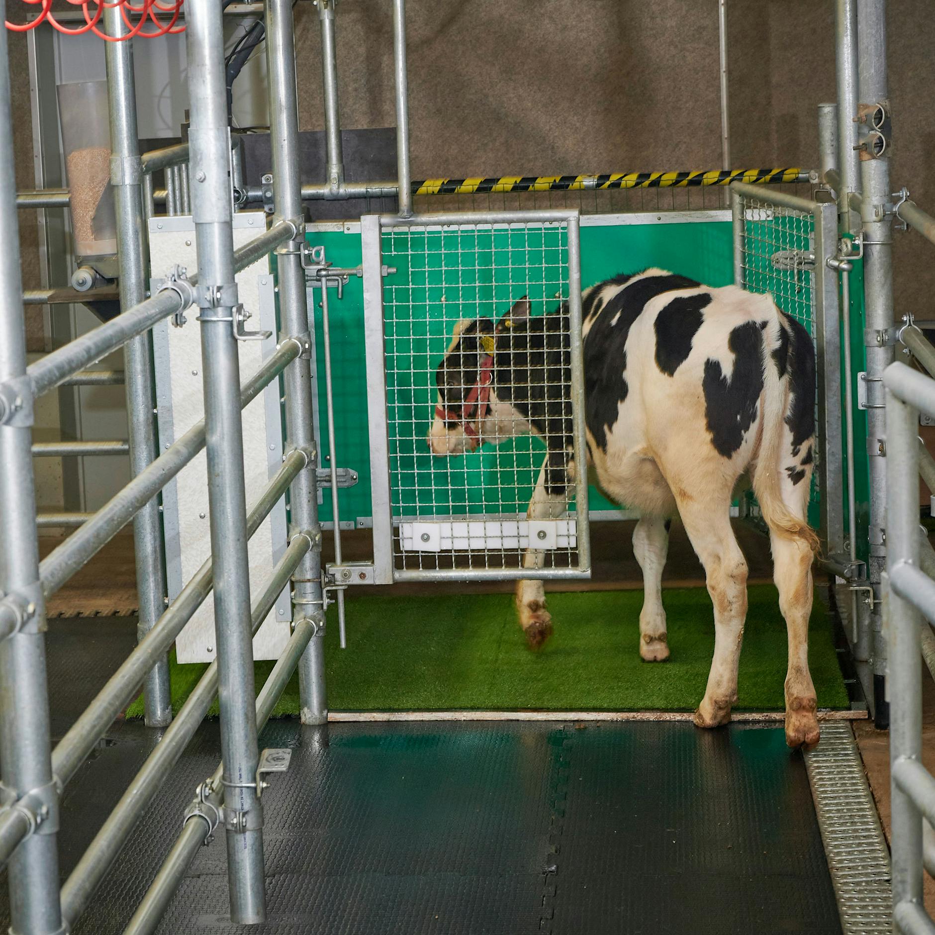 Fürs Klima und die Umwelt: HIER lernen Kälber aufs Klo zu gehen