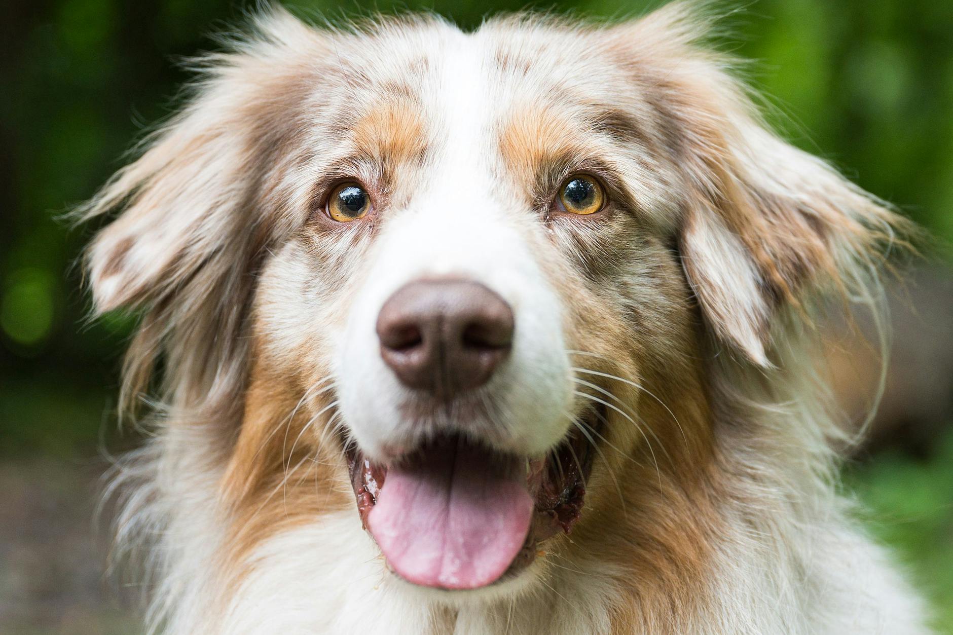 In der Pandemie haben sich zahlreiche Menschen einen Hund angeschafft.