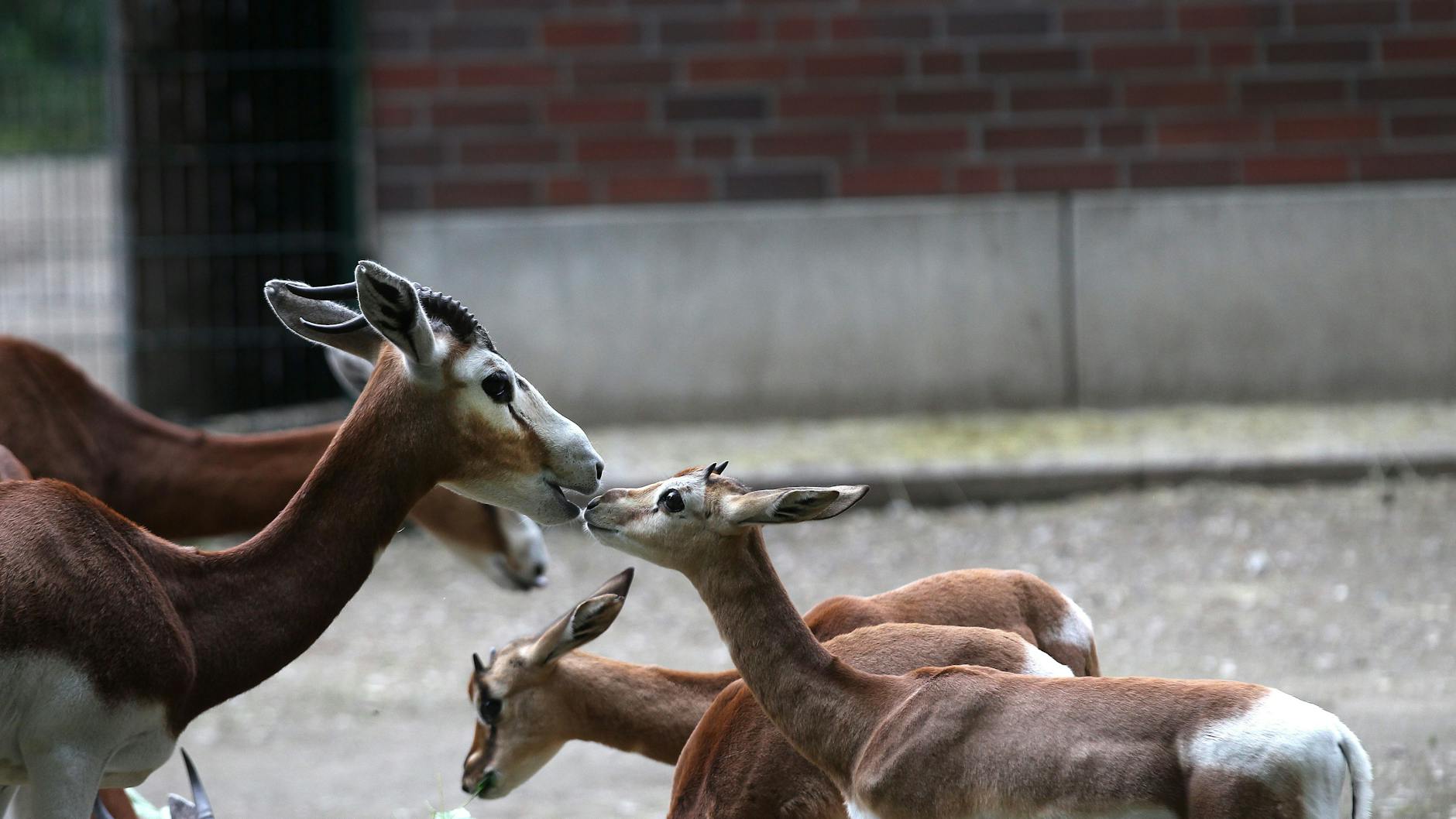 Erst im Mai gab es Nachwuchs bei den Mhorr-Gazellen.