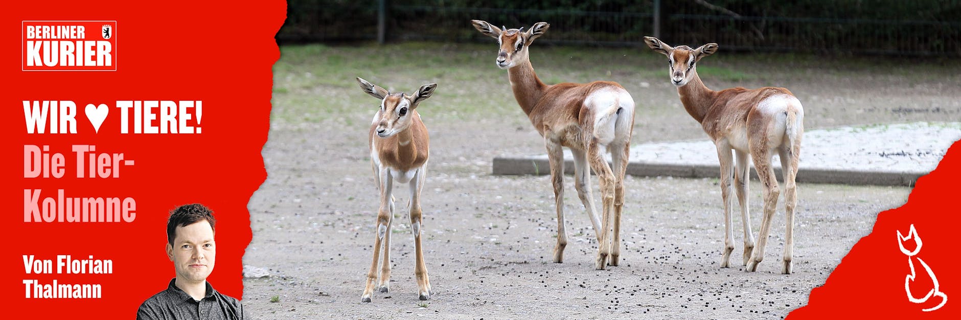 Astra, Johnson und Sputnik sind Mhorr-Gazellen - und kamen erst in diesem Jahr zur Welt.