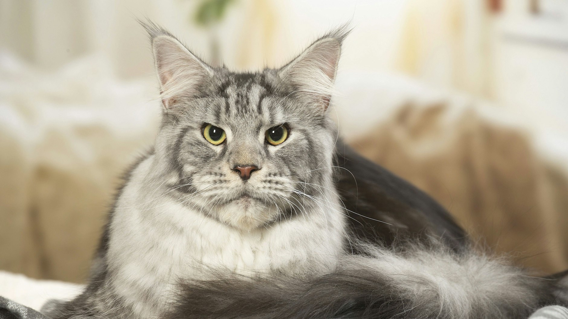 Veränderungen bedeuten für Katzen Stress (Symbolbild).