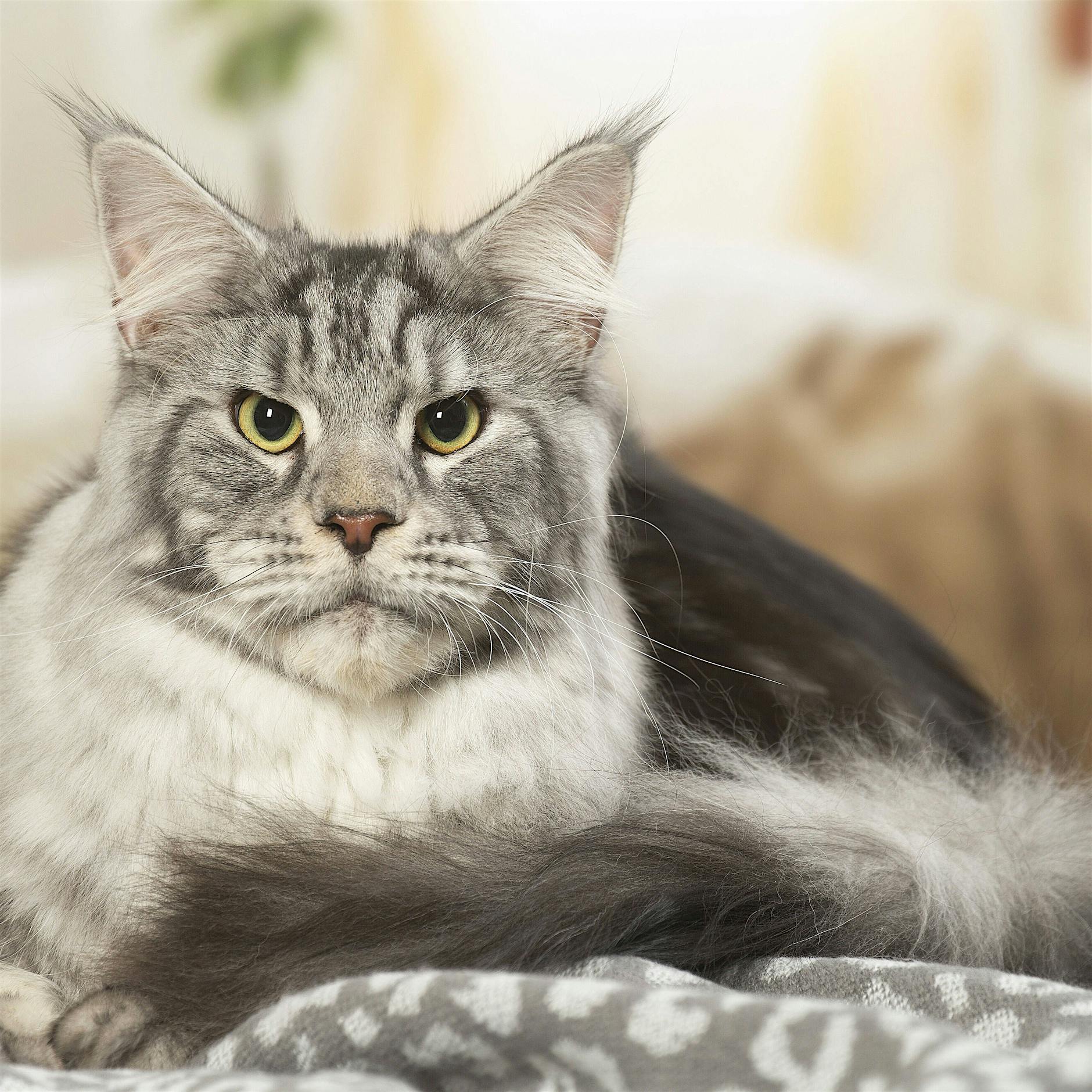 Tierhalter zu viel daheim: Homeoffice stresst Katzen