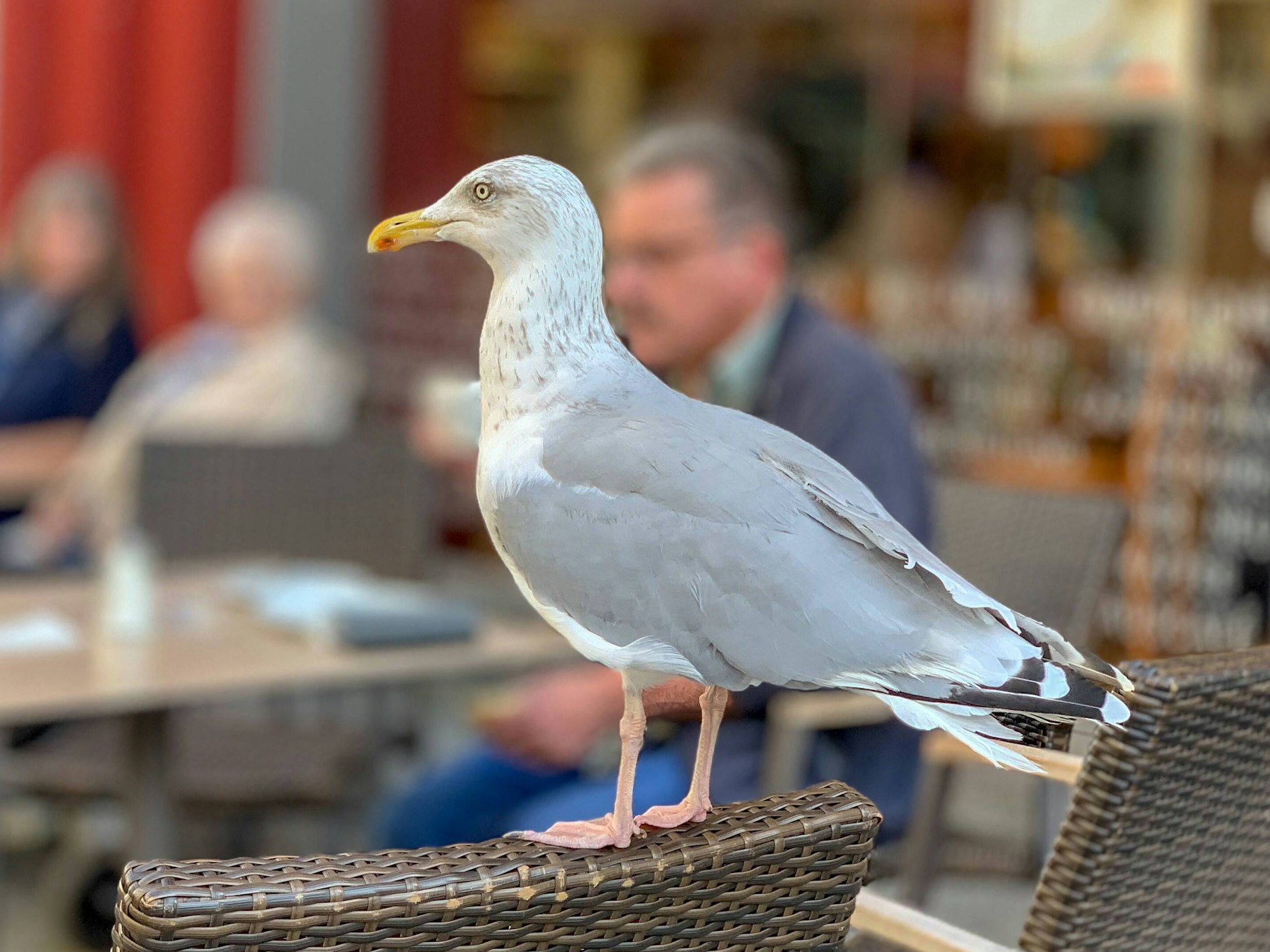 Möwen gehören eigentlich an die Küste, oder? Auch in Berlin fühlen sich die Vögel inzwischen pudelwohl!