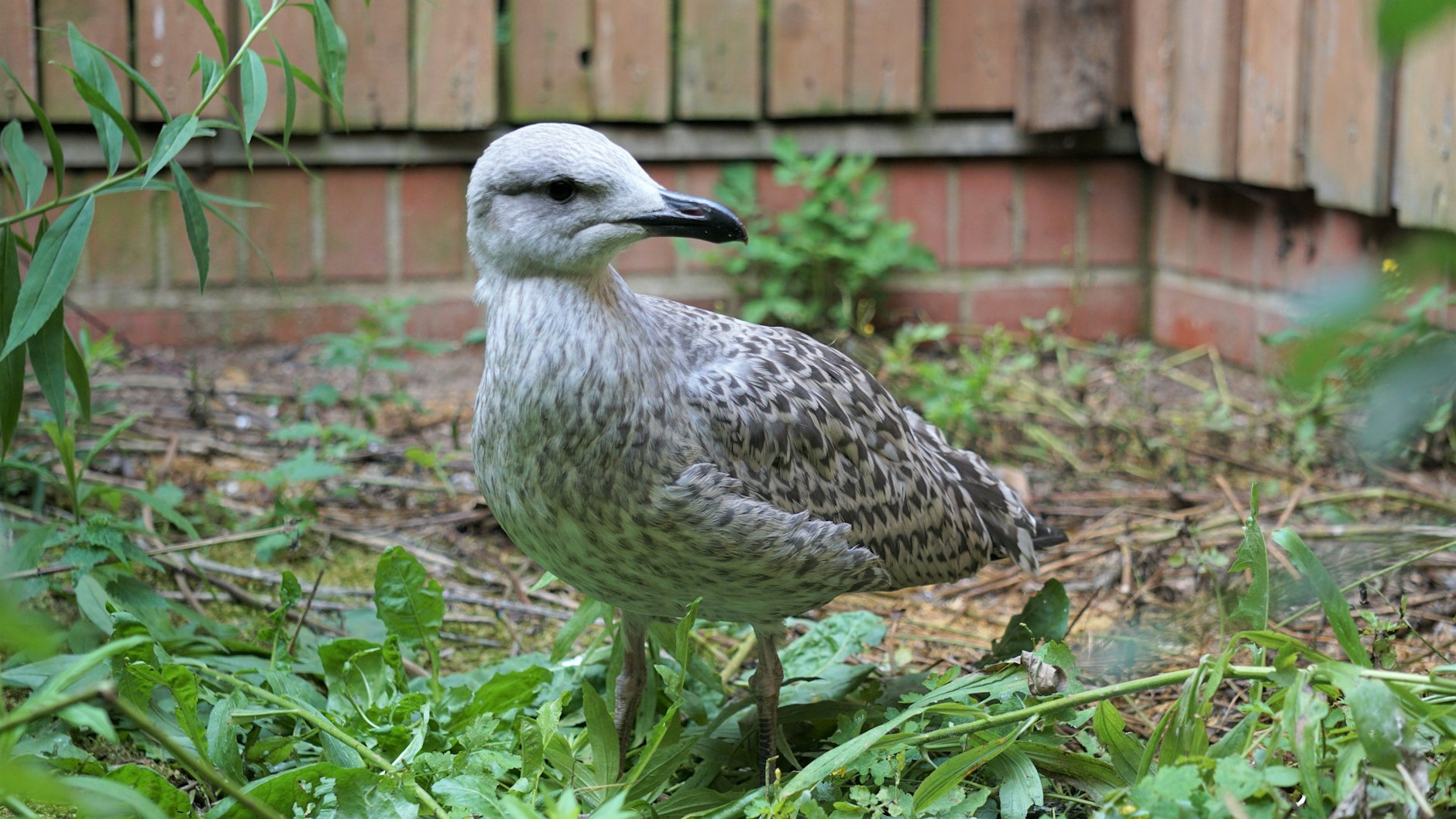 Diese kleine Silbermöwe wurde am Alexanderplatz entdeckt.