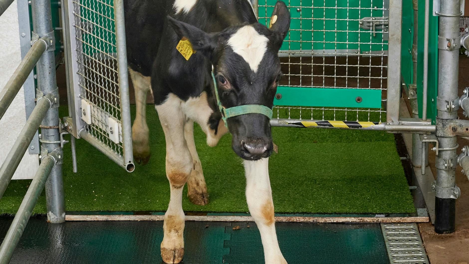 Dieses Kälbchen wurde von einem Forscherteam in Mecklenburg-Vorpommern darauf trainiert, sich in einer Latrine zu erleichtern. Nach erfolgreichem Geschäft verlässt das Tier das stille Örtchen.