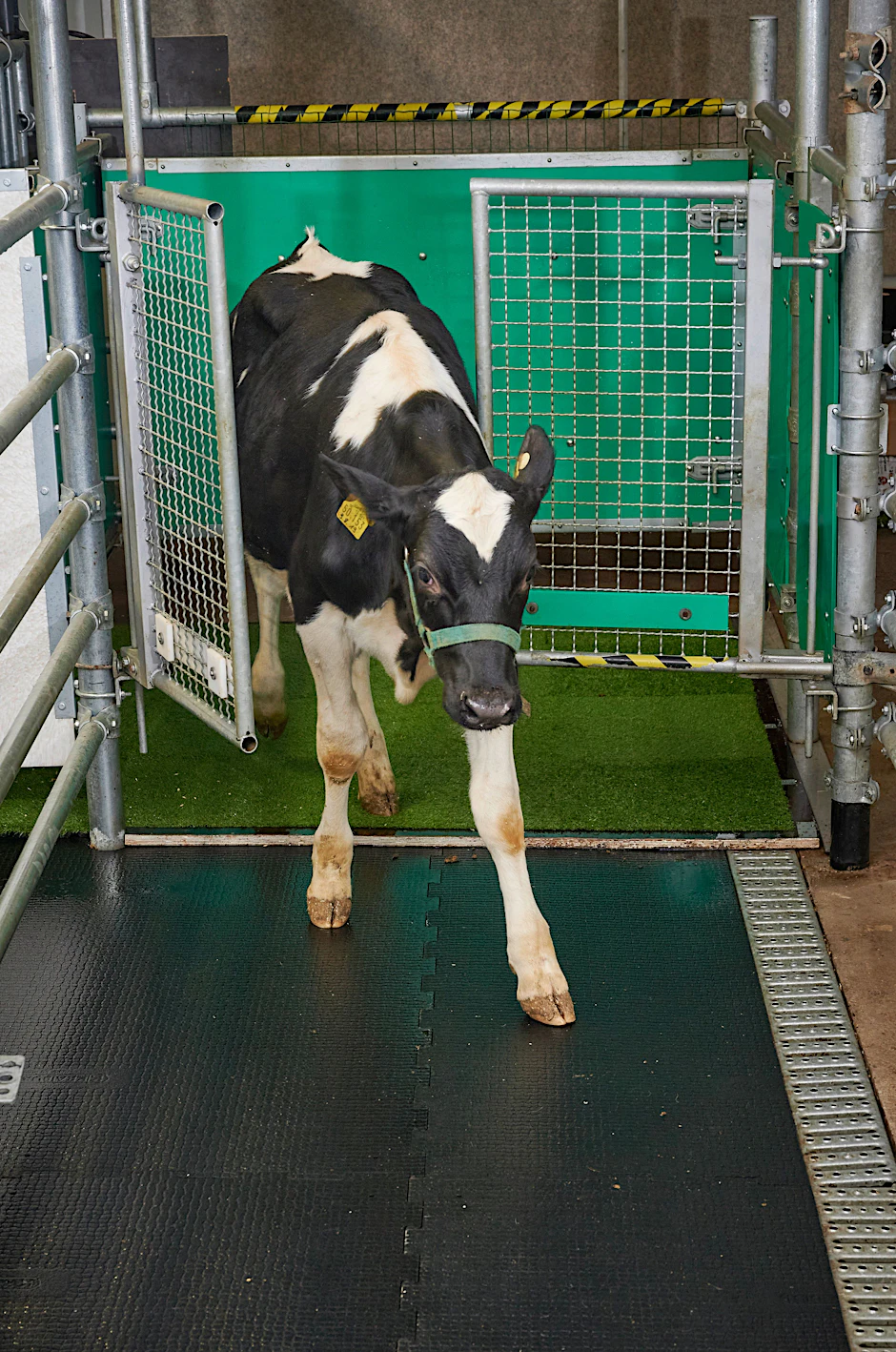 Dieses Kälbchen wurde von einem Forscherteam in Mecklenburg-Vorpommern darauf trainiert, sich in einer Latrine zu erleichtern. Nach erfolgreichem Geschäft verlässt das Tier das stille Örtchen.