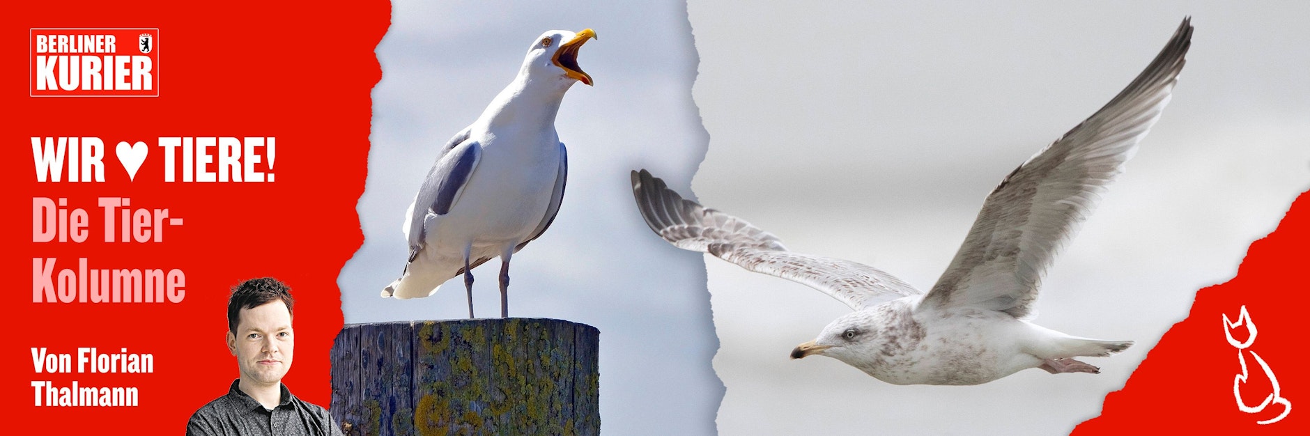 Möwen tummeln sich nicht nur an der Küste, sondern inzwischen auch in Berlin.