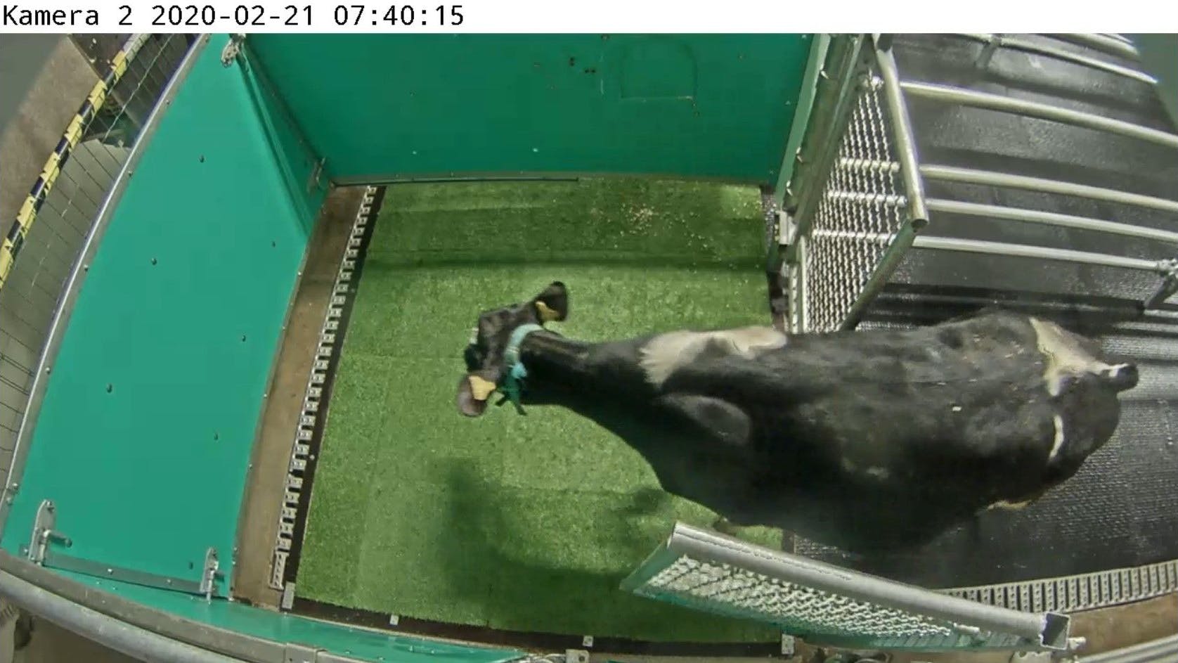 Dieses Kalb geht aufs Kuh-Klo. Es hat gelernt: Wenn ich mal muss, gehe ich in dieses Gehege, verrichte meine Notdurft und bekomme danach etwas zu fressen.