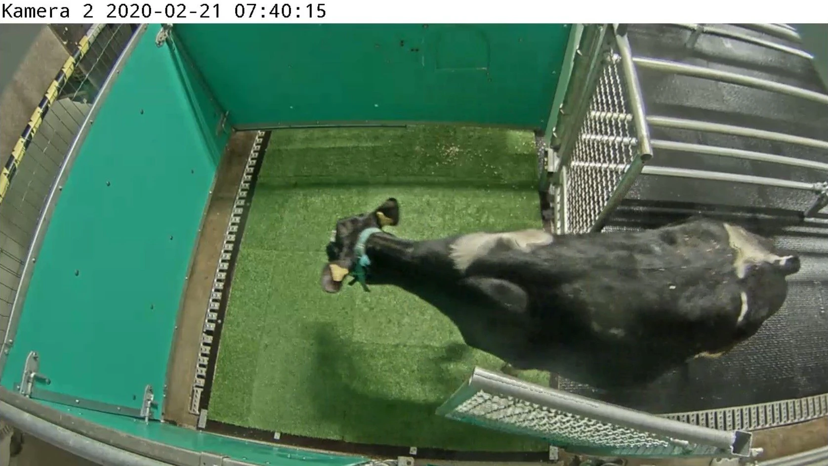 Dieses Kalb geht aufs Kuh-Klo. Es hat gelernt: Wenn ich mal muss, gehe ich in dieses Gehege, verrichte meine Notdurft und bekomme danach etwas zu fressen.