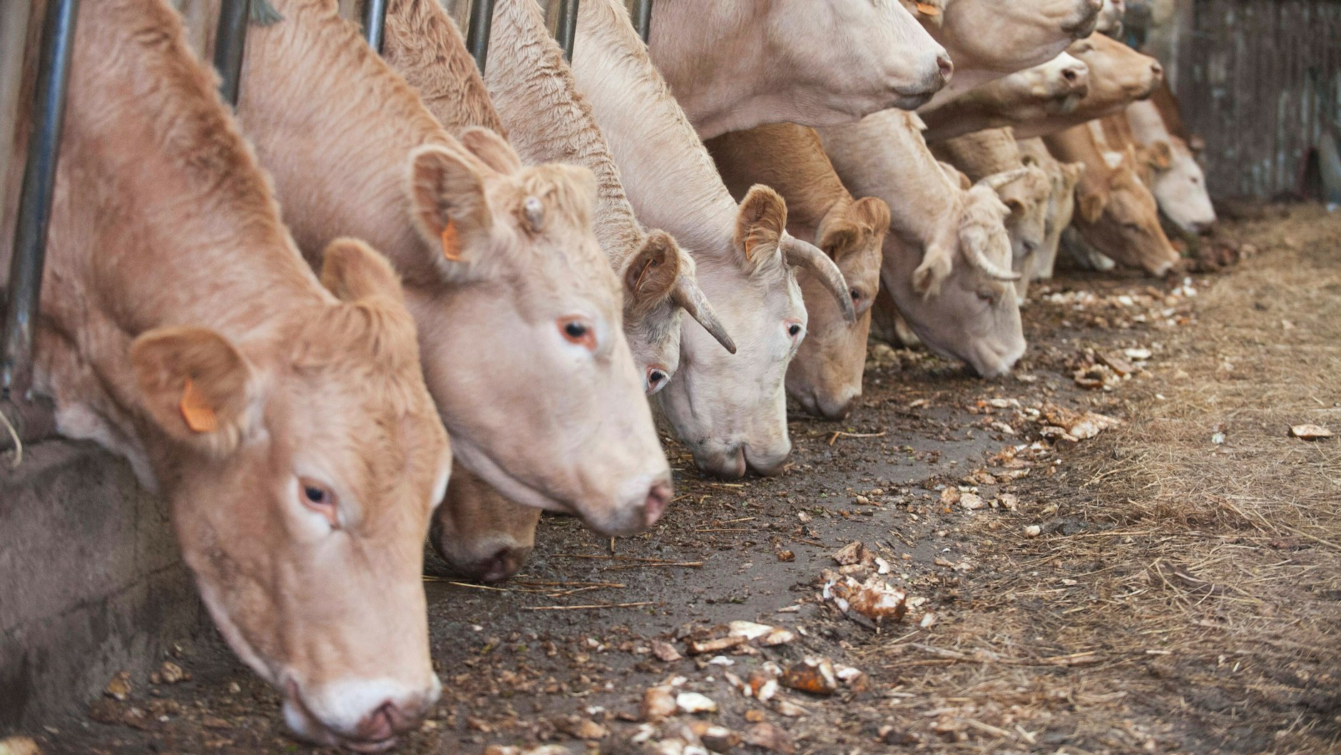 Vor allem die Fleischproduktion verursacht Treibhausgase.